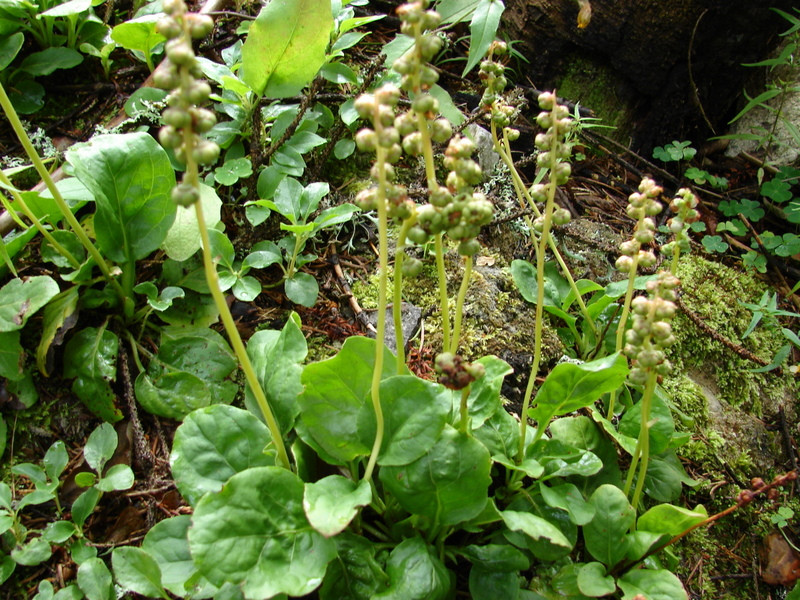 Kereklevelű körtike (Pyrola rotundifolia) (