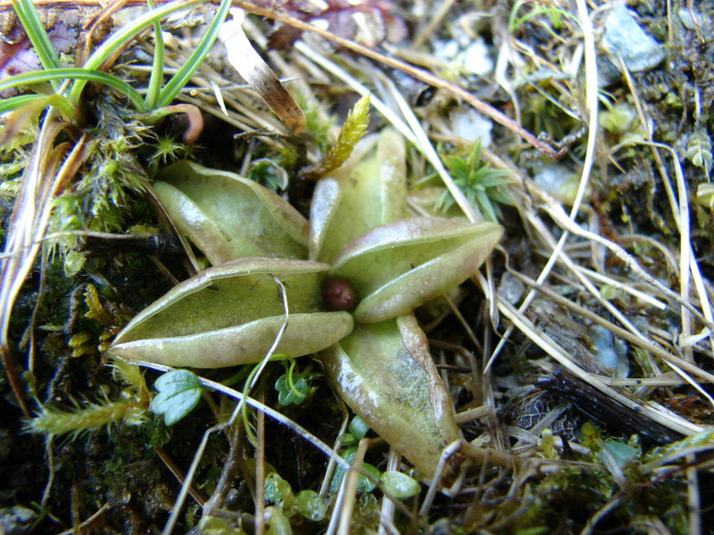 Havasi hízóka (Pinguicula alpina)