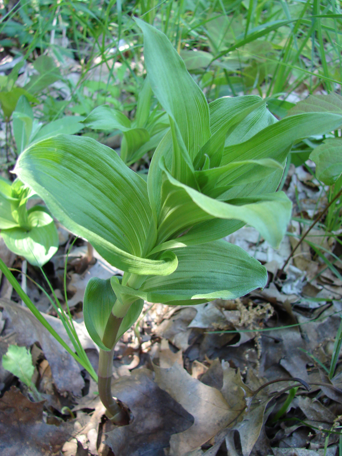 Széleslevelű nöszőfű (Epipactis helleborine)