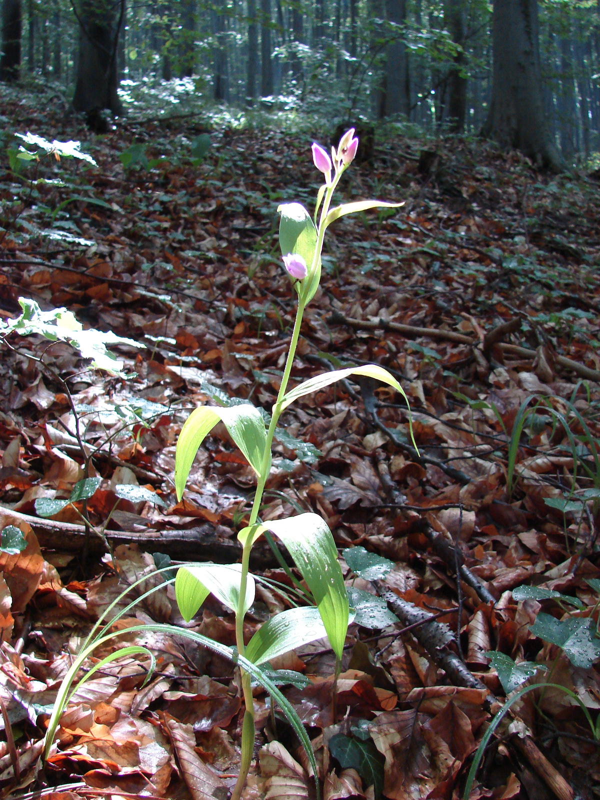 Piros madársisak (Cephalanthera rubra)