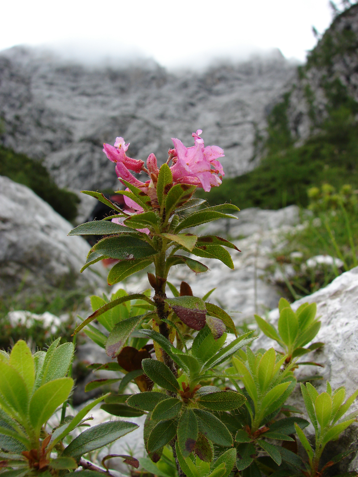 Borzas havasszépe (Rhododendron hirsutum)