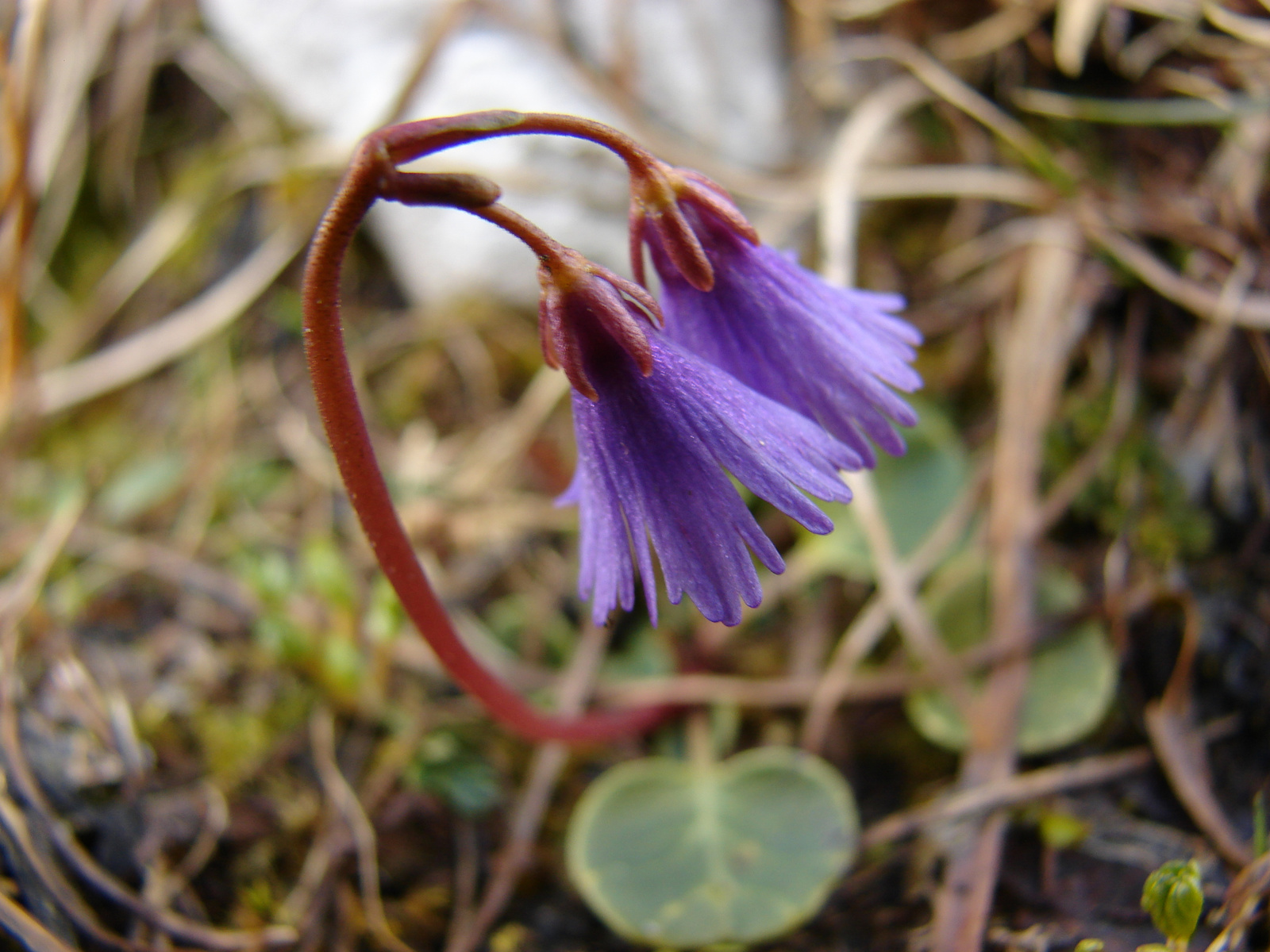 Havasi harangrojt (Soldanella alpina)