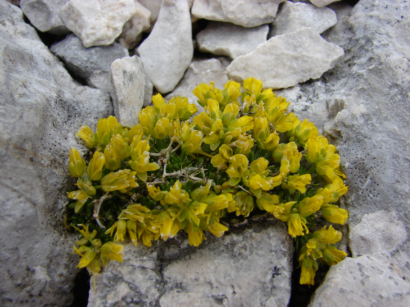 Daravirág (Draba hoppeana)