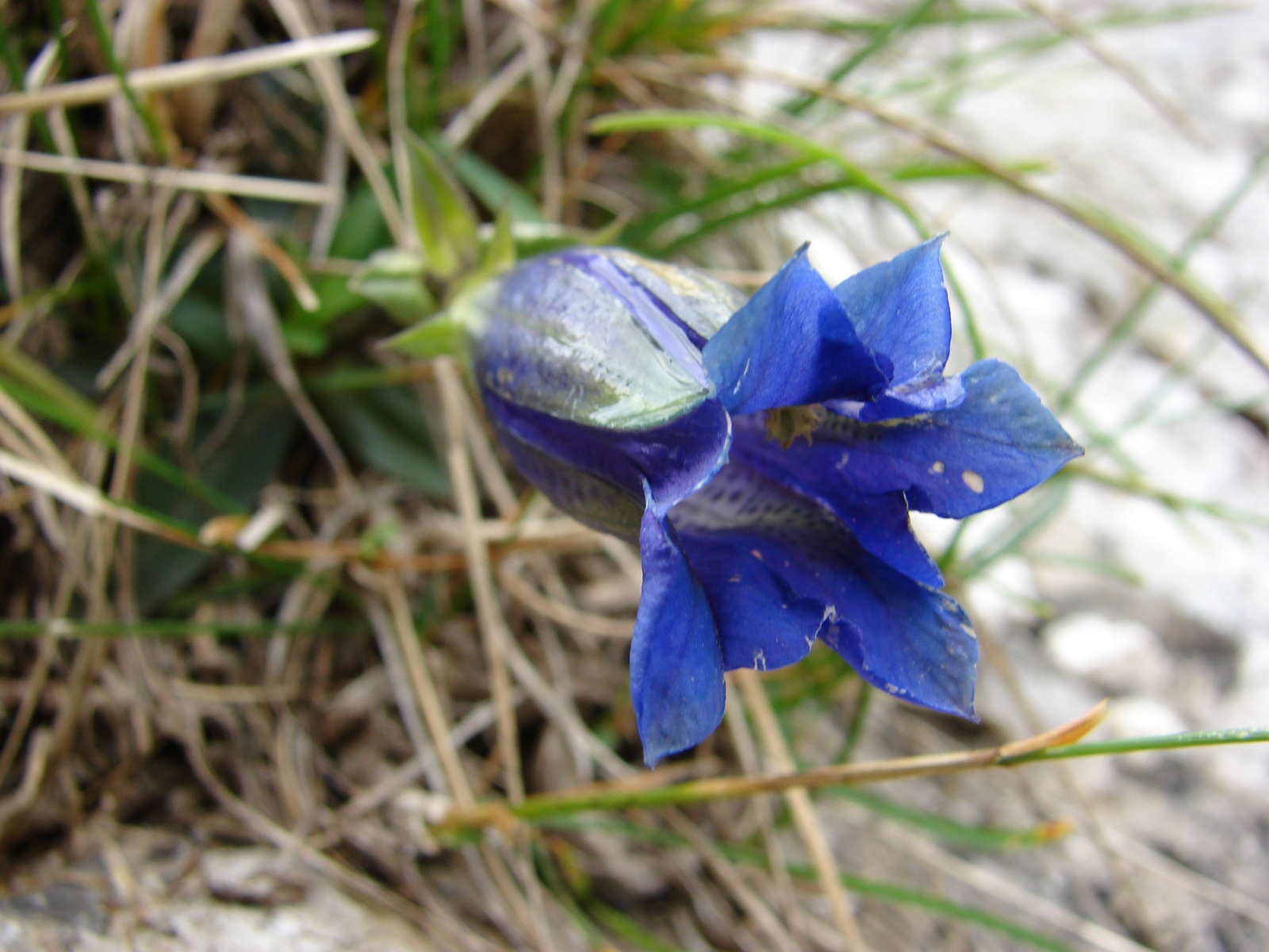 Encián (Gentiana clusii)