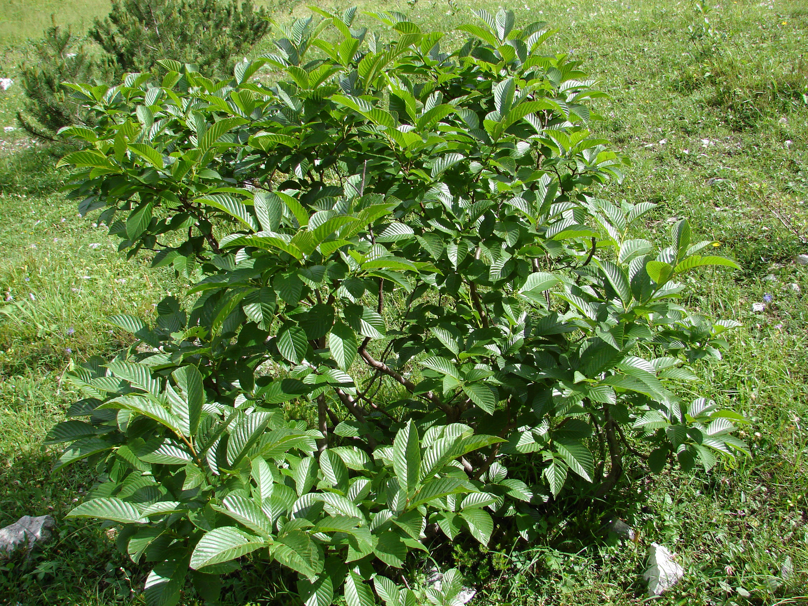 Havasi benge (Rhamnus alpina subsp. fallax)