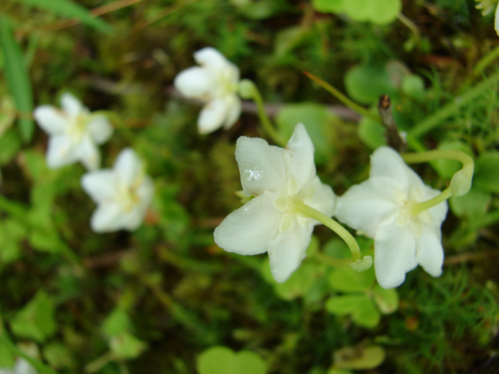 Kis körtike (Moneses uniflora)