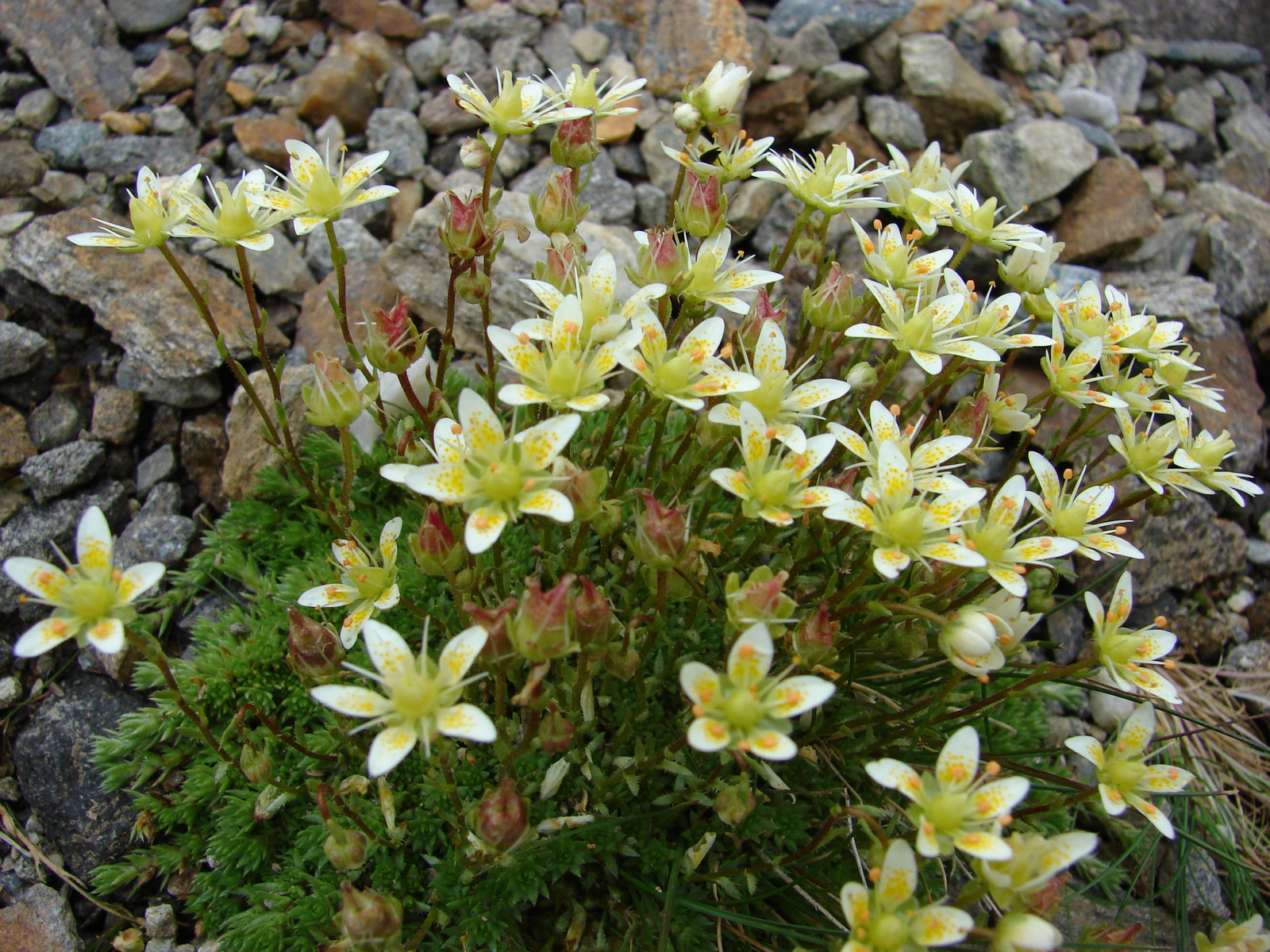 Kőtörőfű (Saxifraga bryoides)