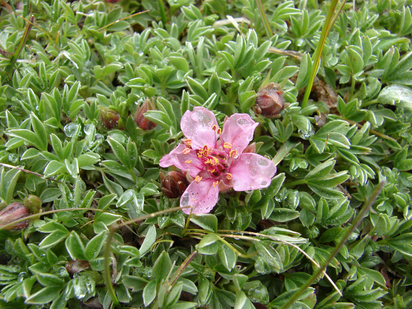 Havasi pimpó (Potentilla nitida)