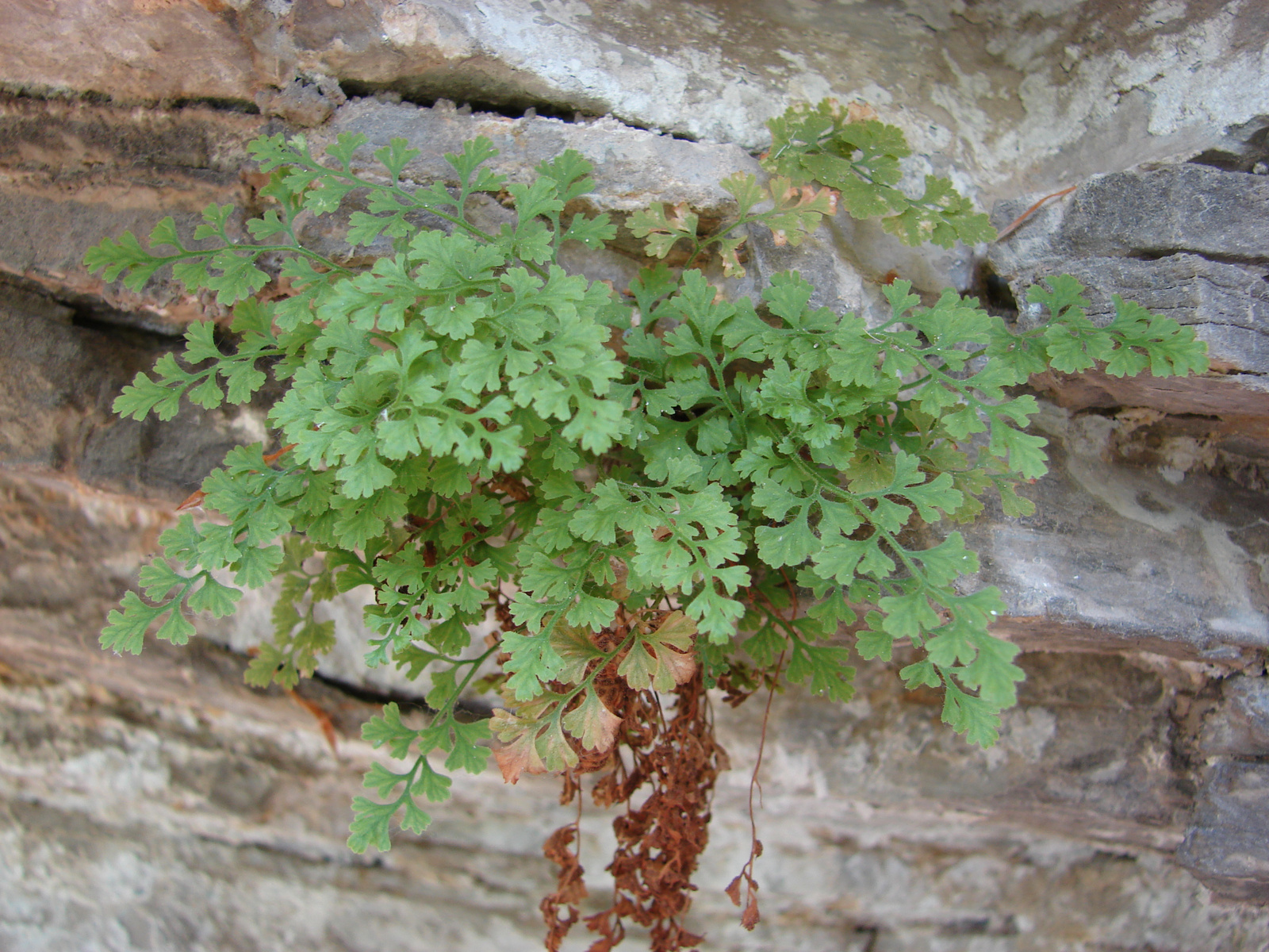 Mirigyes fodorka (Asplenium lepidum)