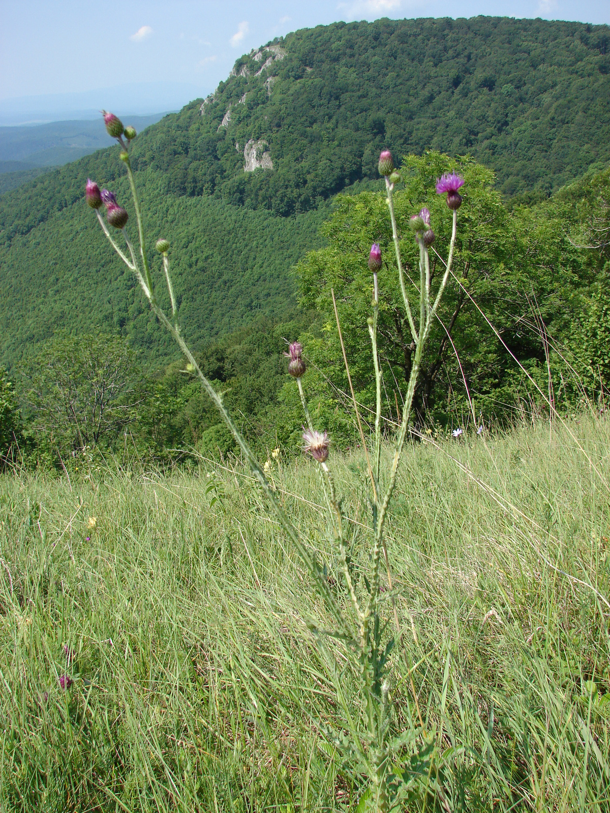 Magyar bogáncs (Carduus collinus)