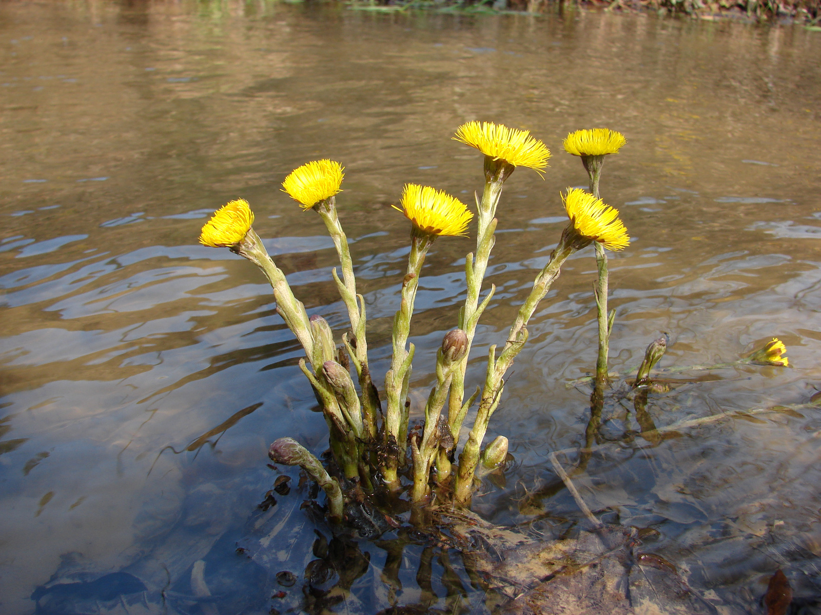 Martilapu (Tussilago farfara)