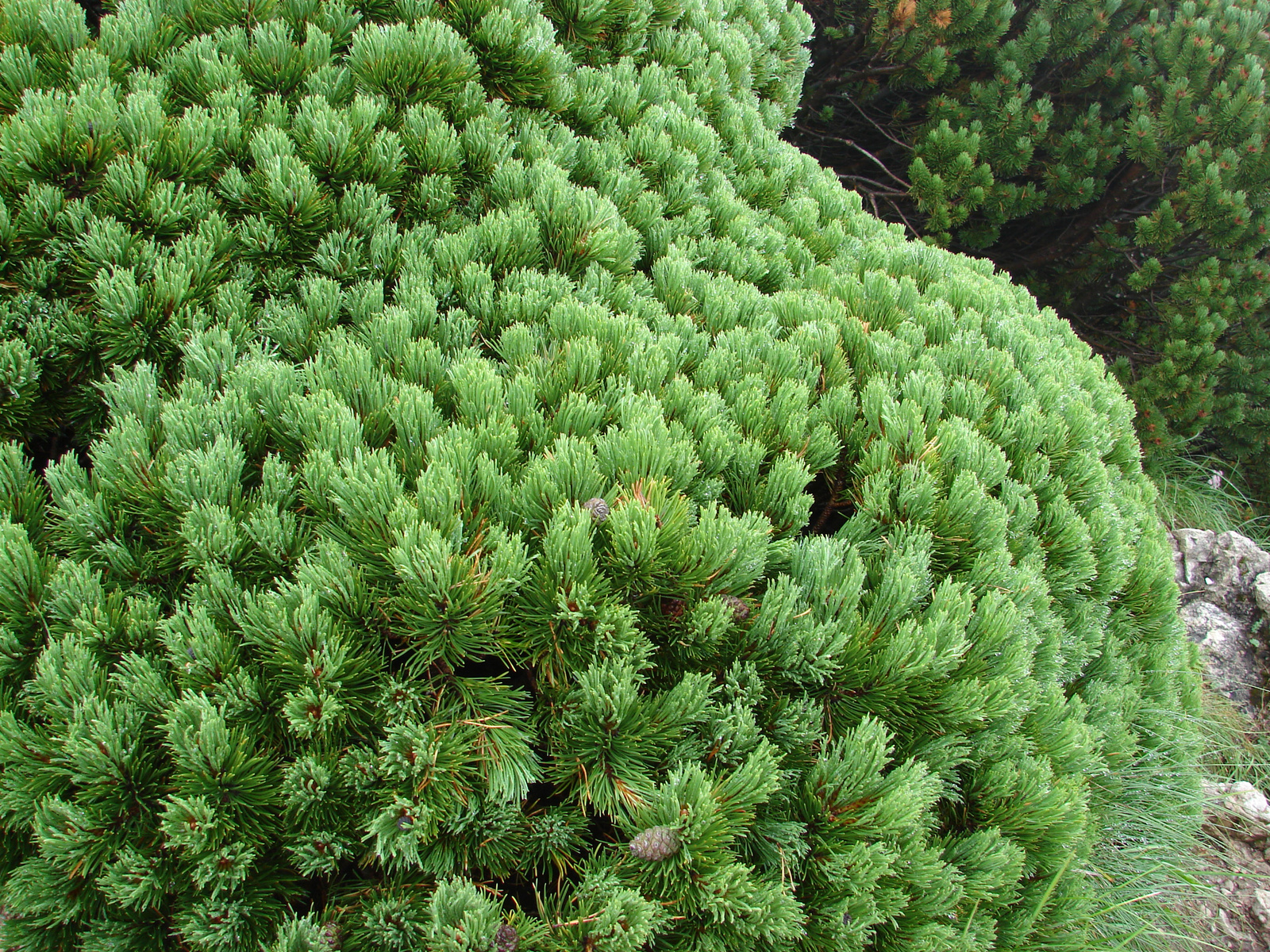 Törpefenyő (Pinus mugo)