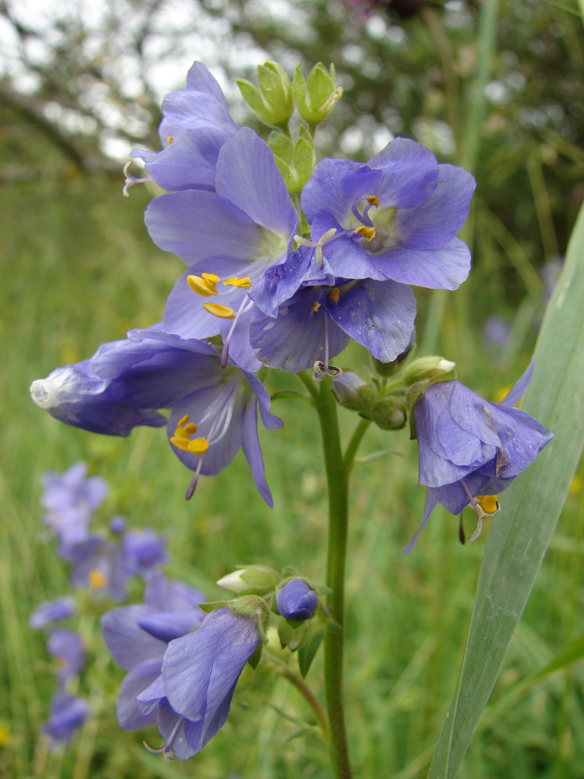 Csatavirág (Polemonium caeruleum)