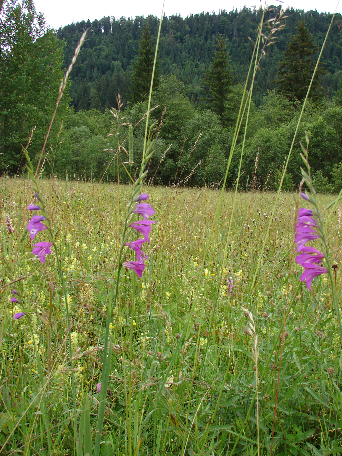 Réti kardvirág (Gladiolus imbricata)