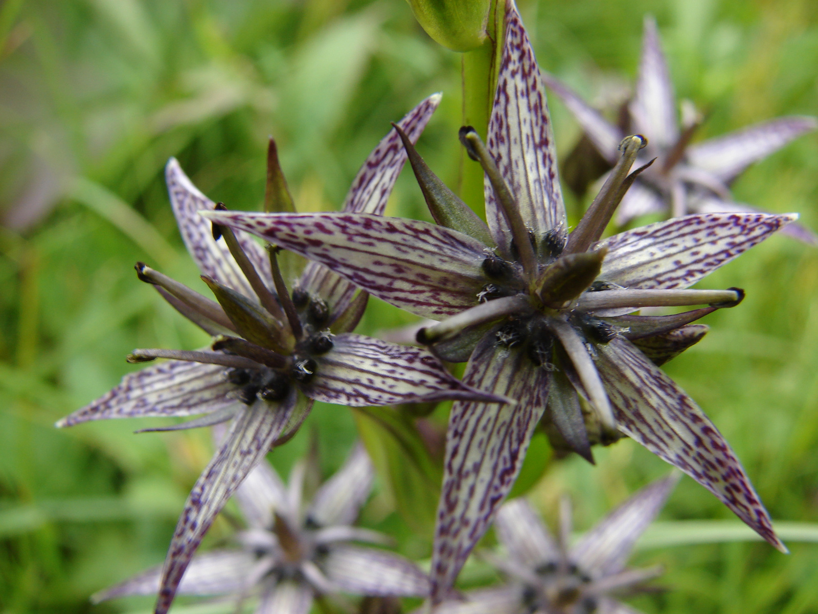 Gyásztárnics (Swertia perennis)