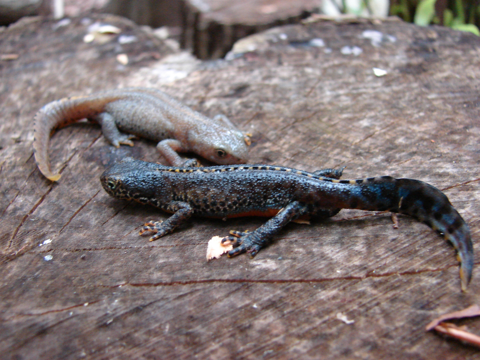 Alpesi gőtepár (Triturus alpestris)