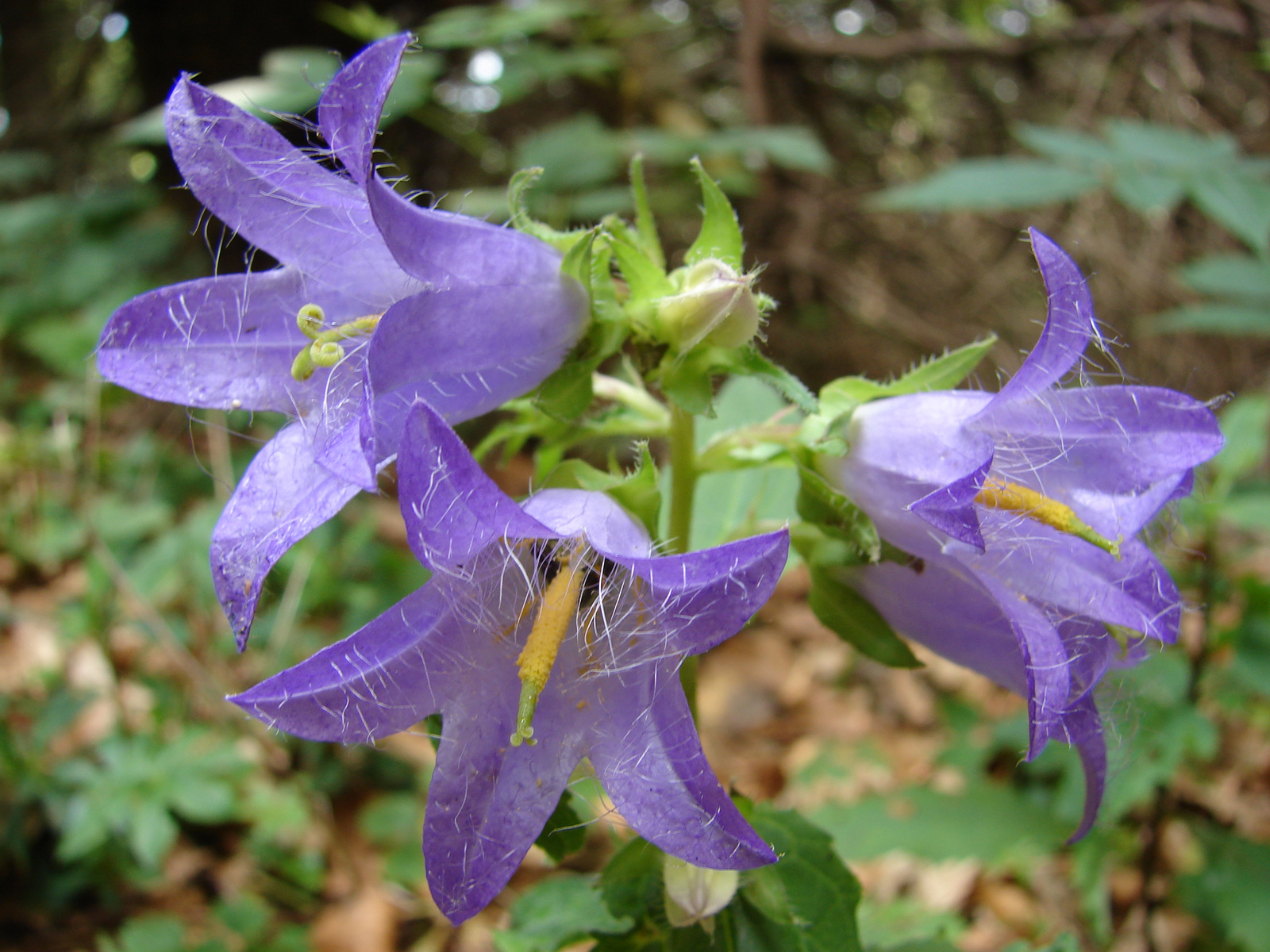 Csalánlevelű harangvirág (Campanula trachelium)