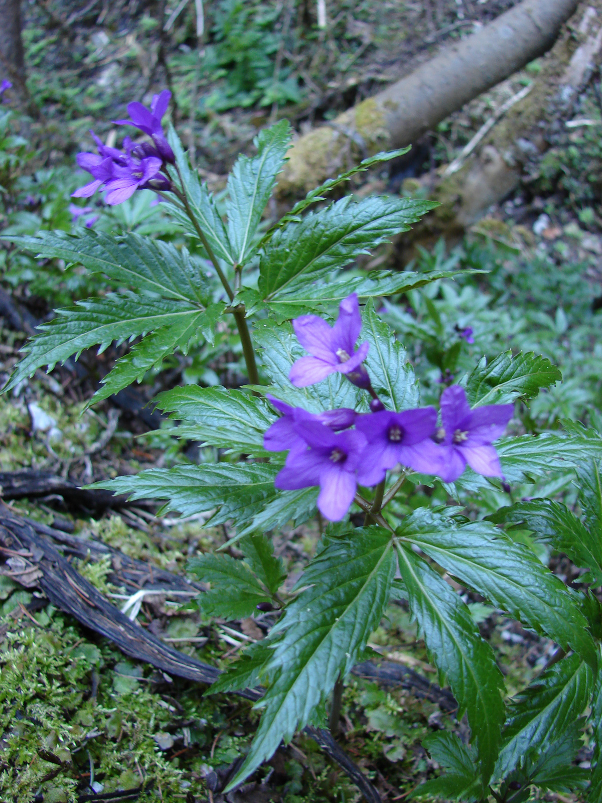 Ikrás fogasír (Dentaria glandulosa)