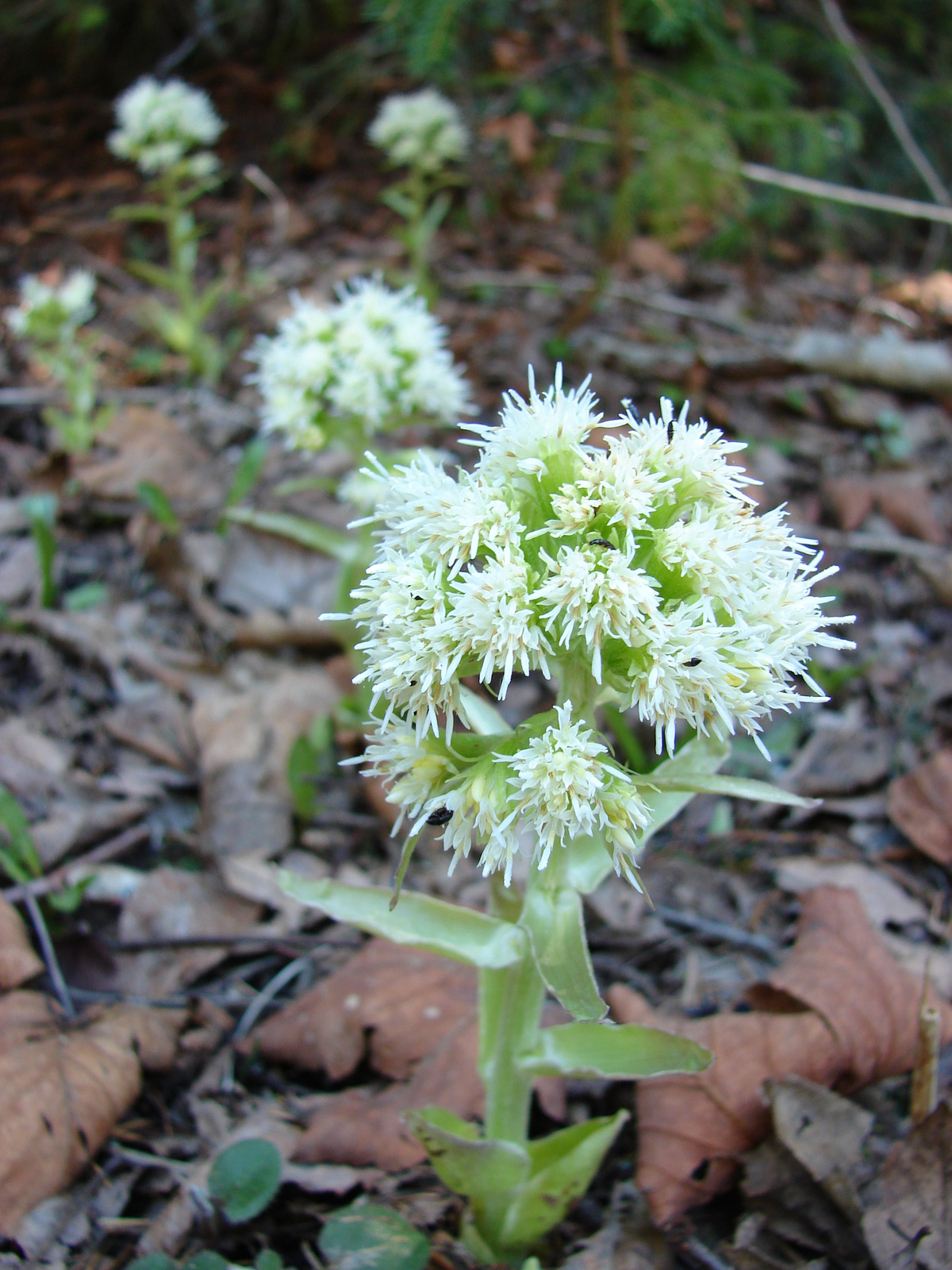 Fehér acsalapu (Petasites albus)