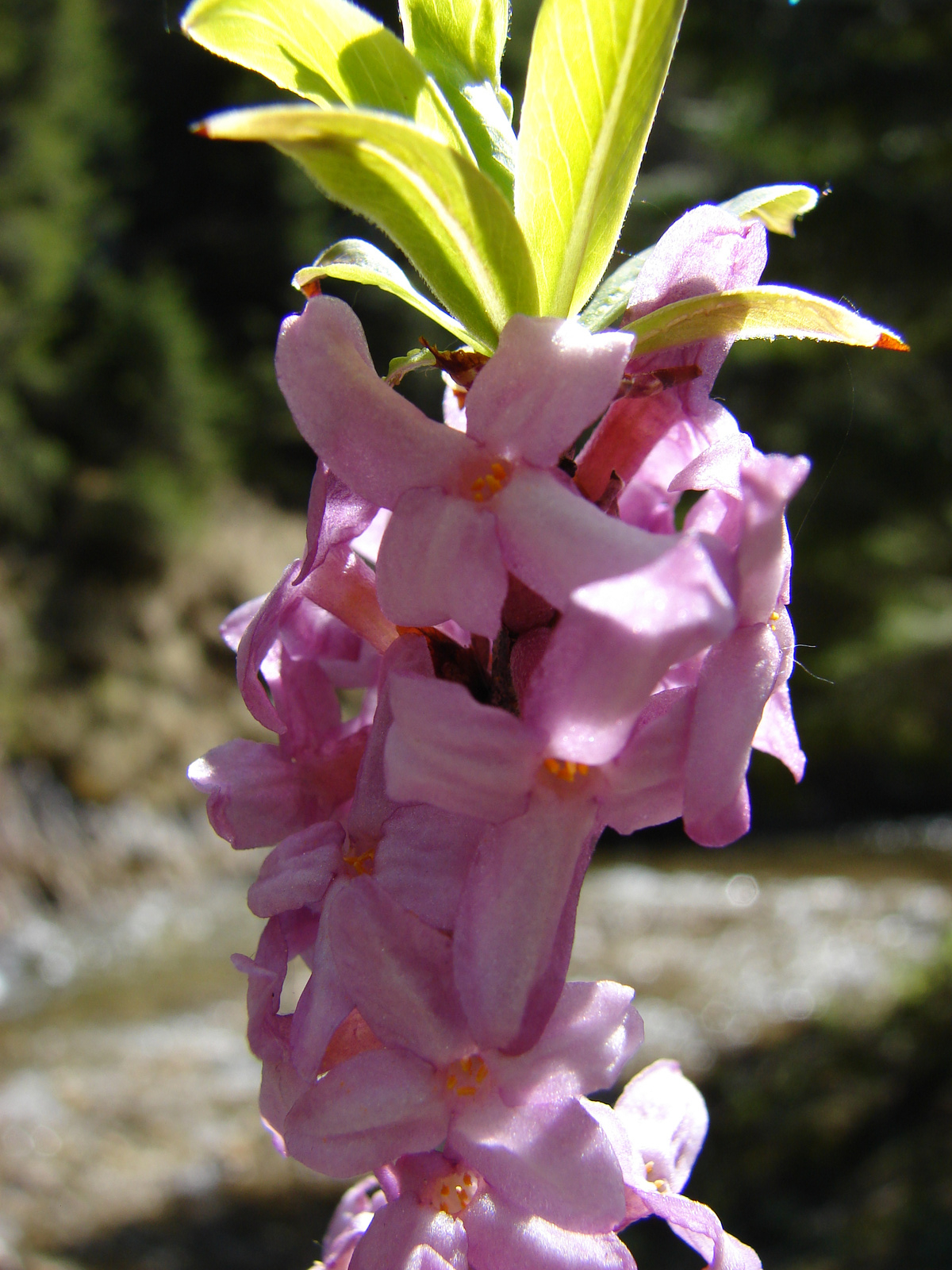 Farkas boroszlán (Daphne mezereum)