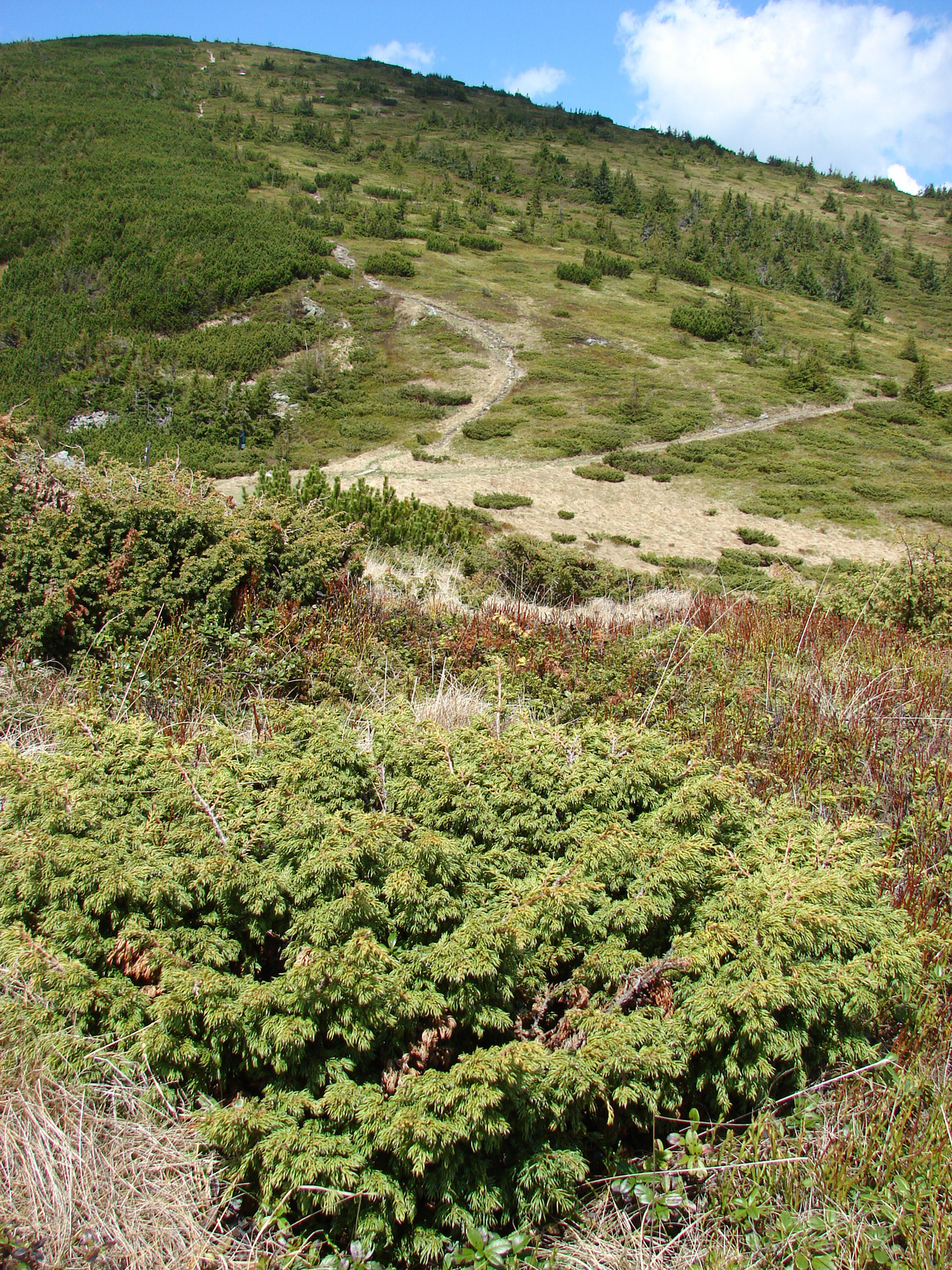 Törpe (henye) boróka (Juniperus nana)