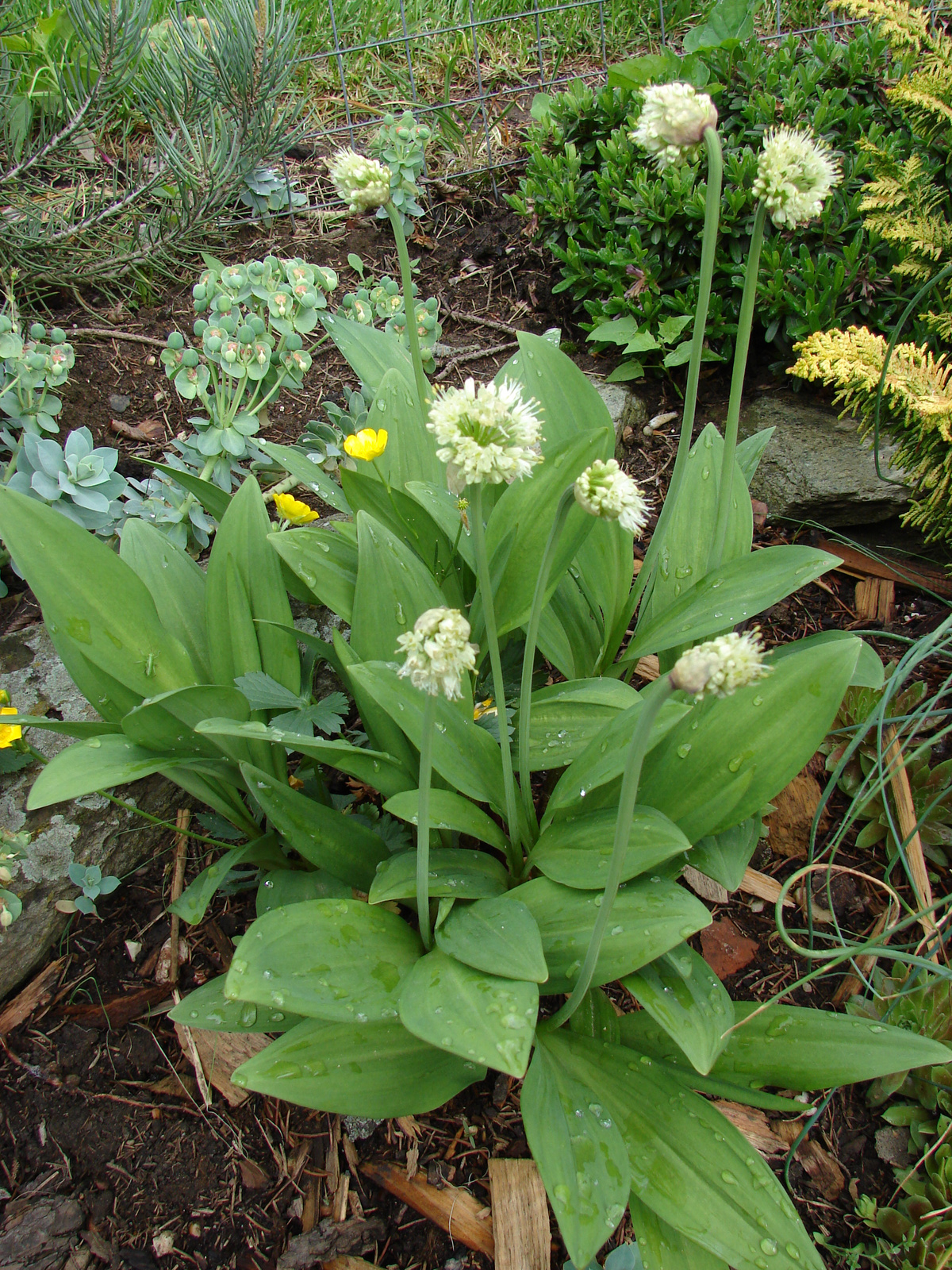 Győzedelmes hagyma (Allium victorialis)