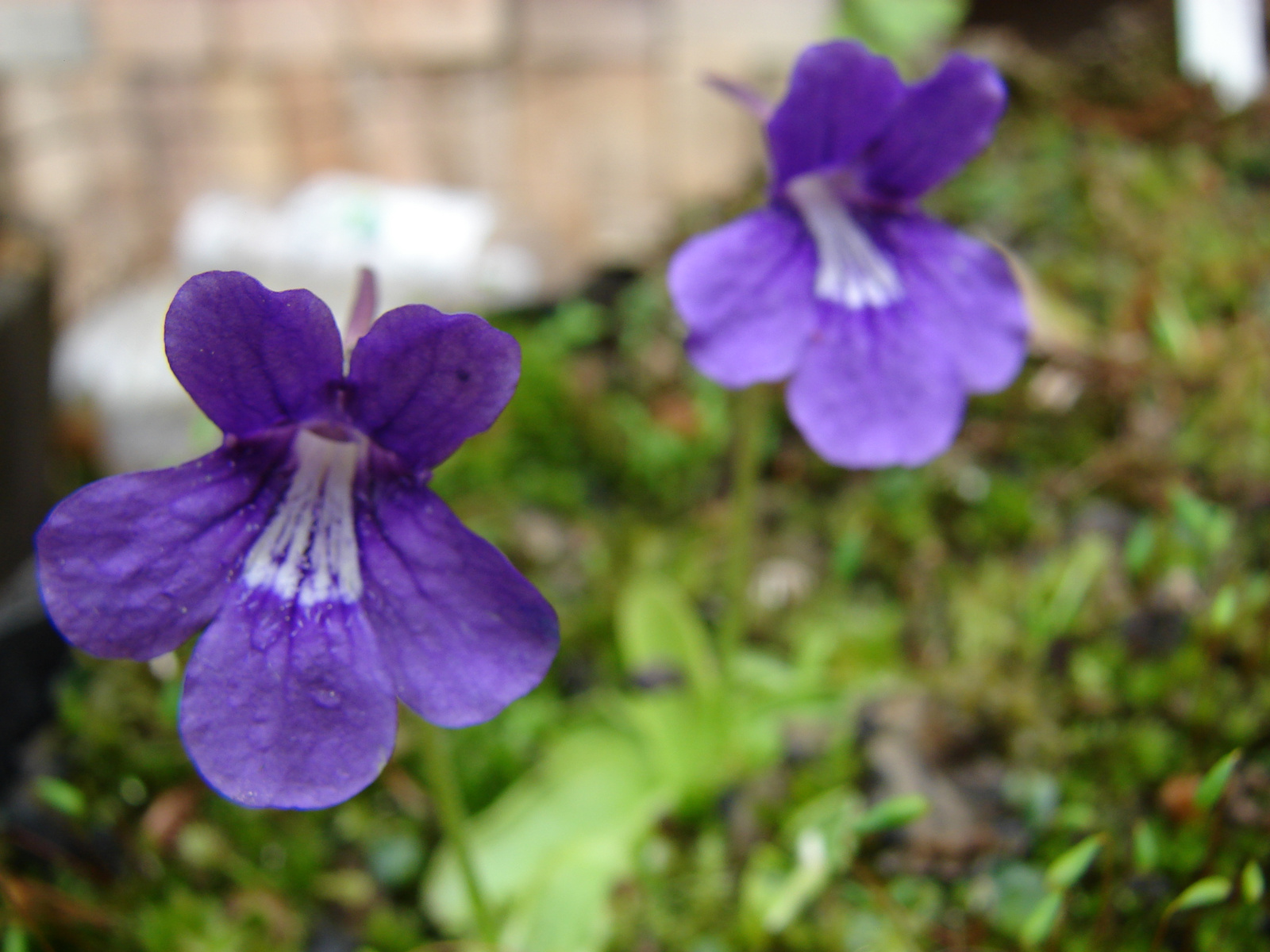 Pinguicula grandiflora