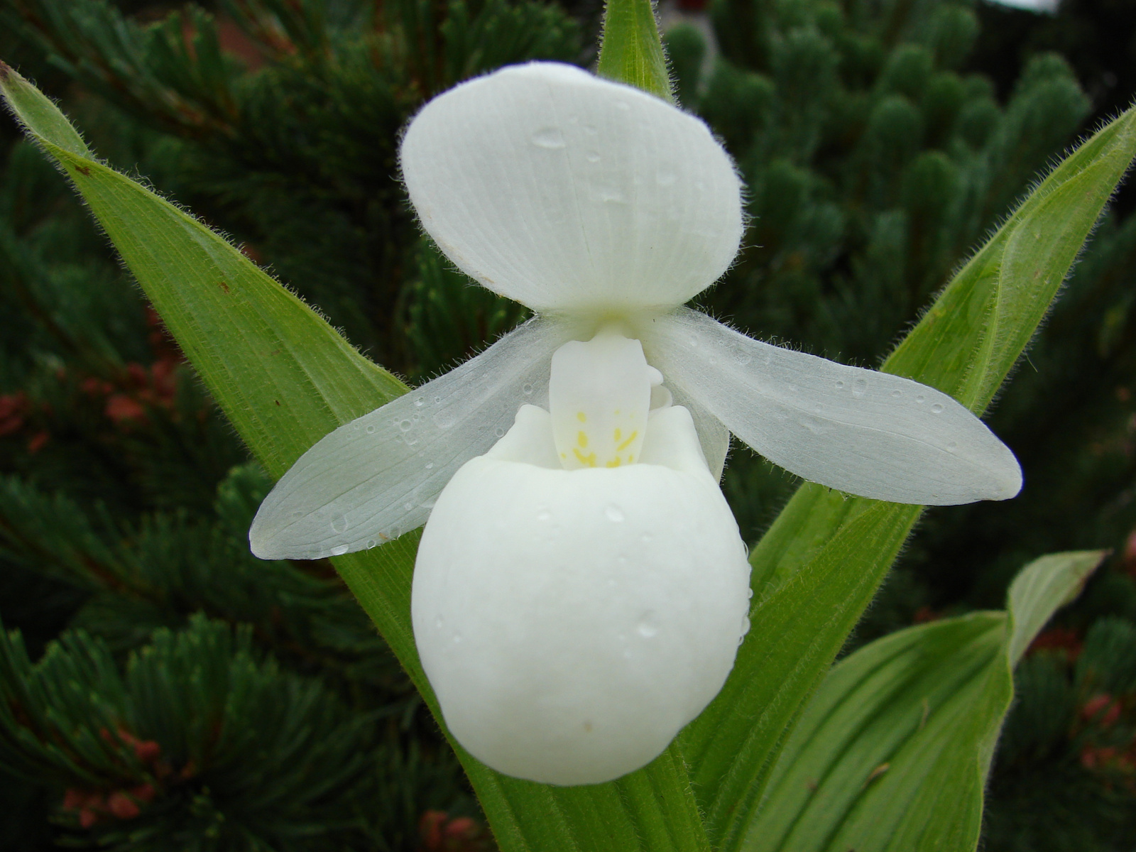 Cypripedium reginae 'Alba'