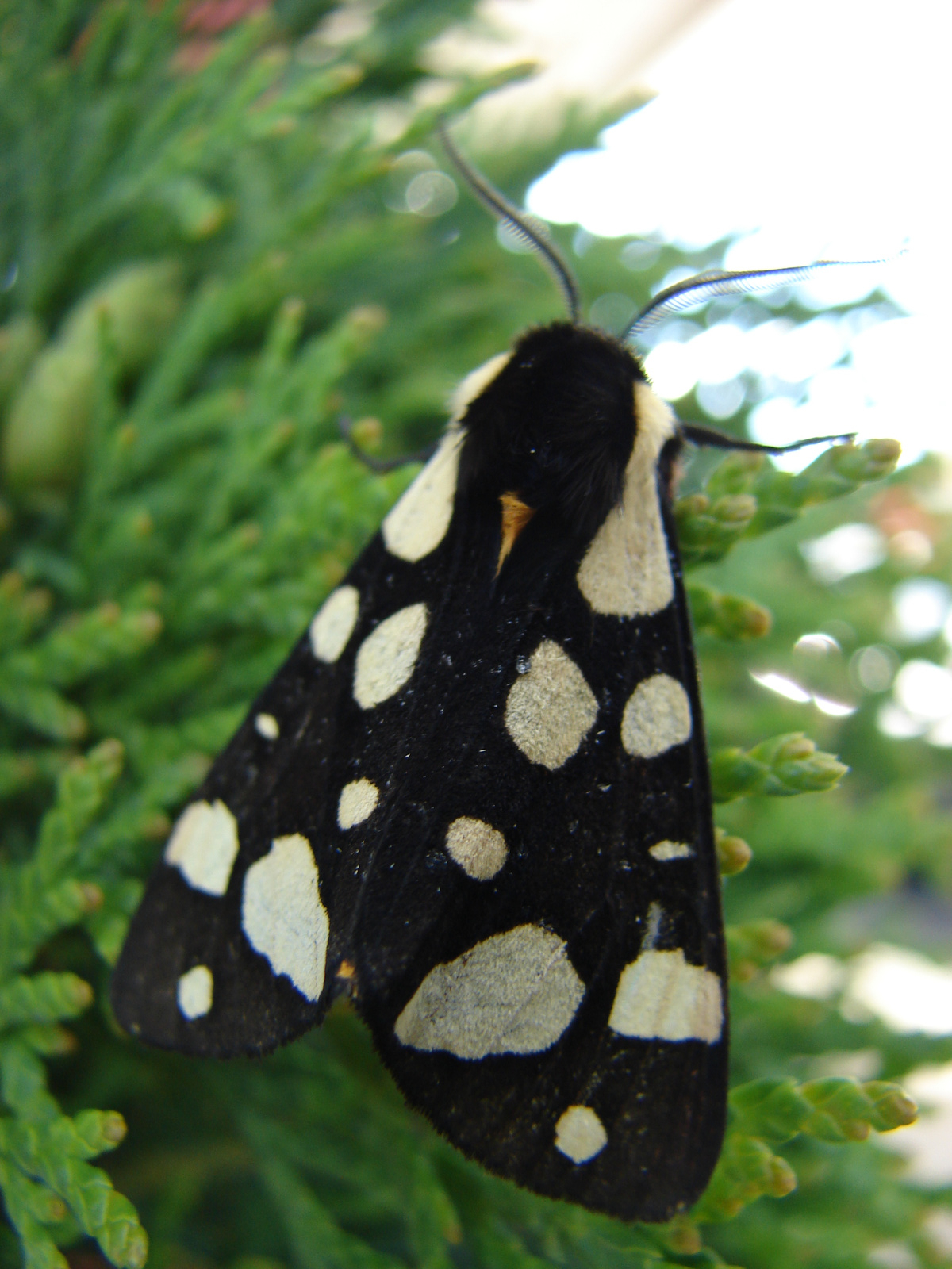 Fekete medvelepke -útközben. (Arctia villica)