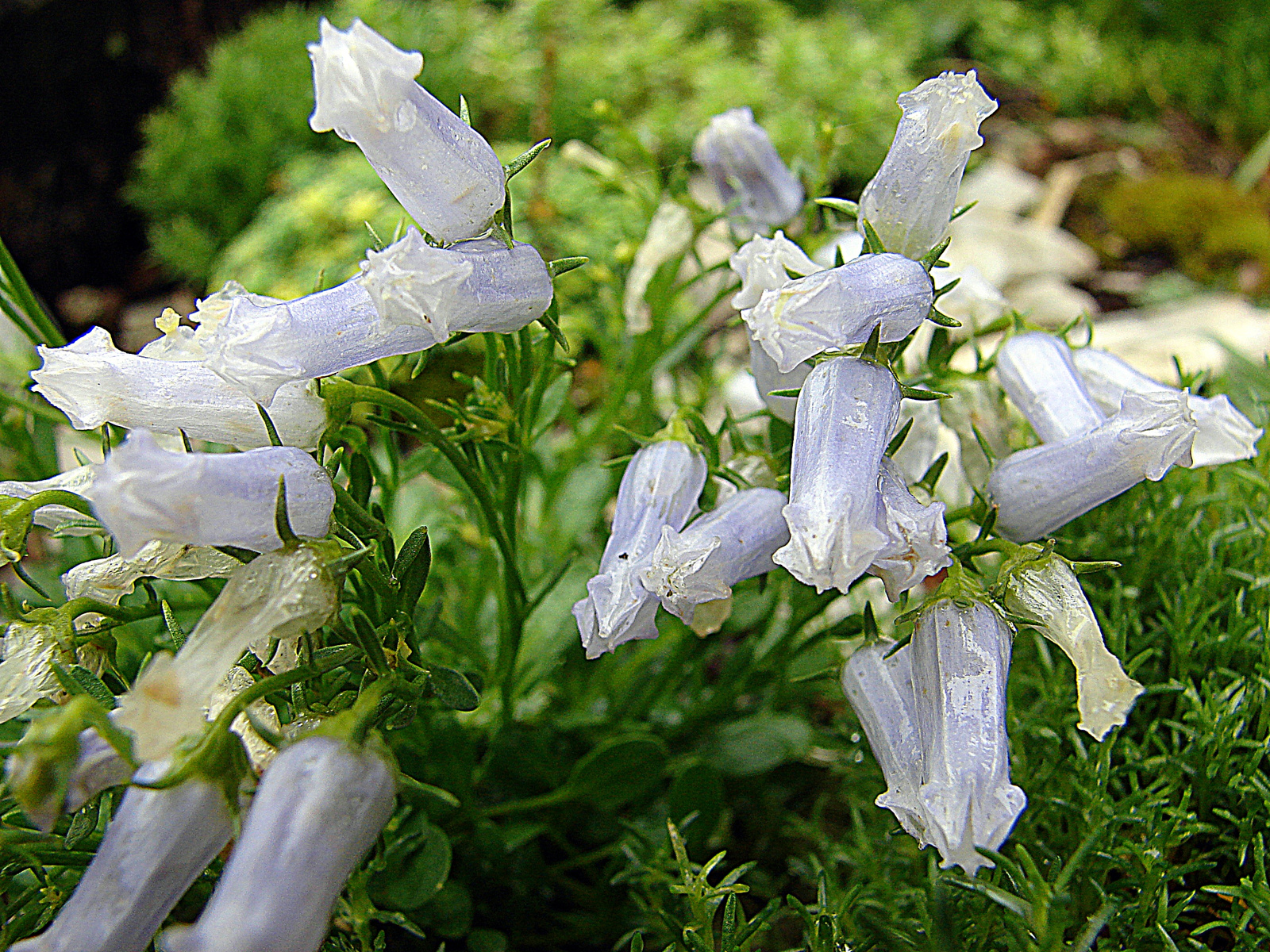 Zois-harangvirág (Campanula zoysii)