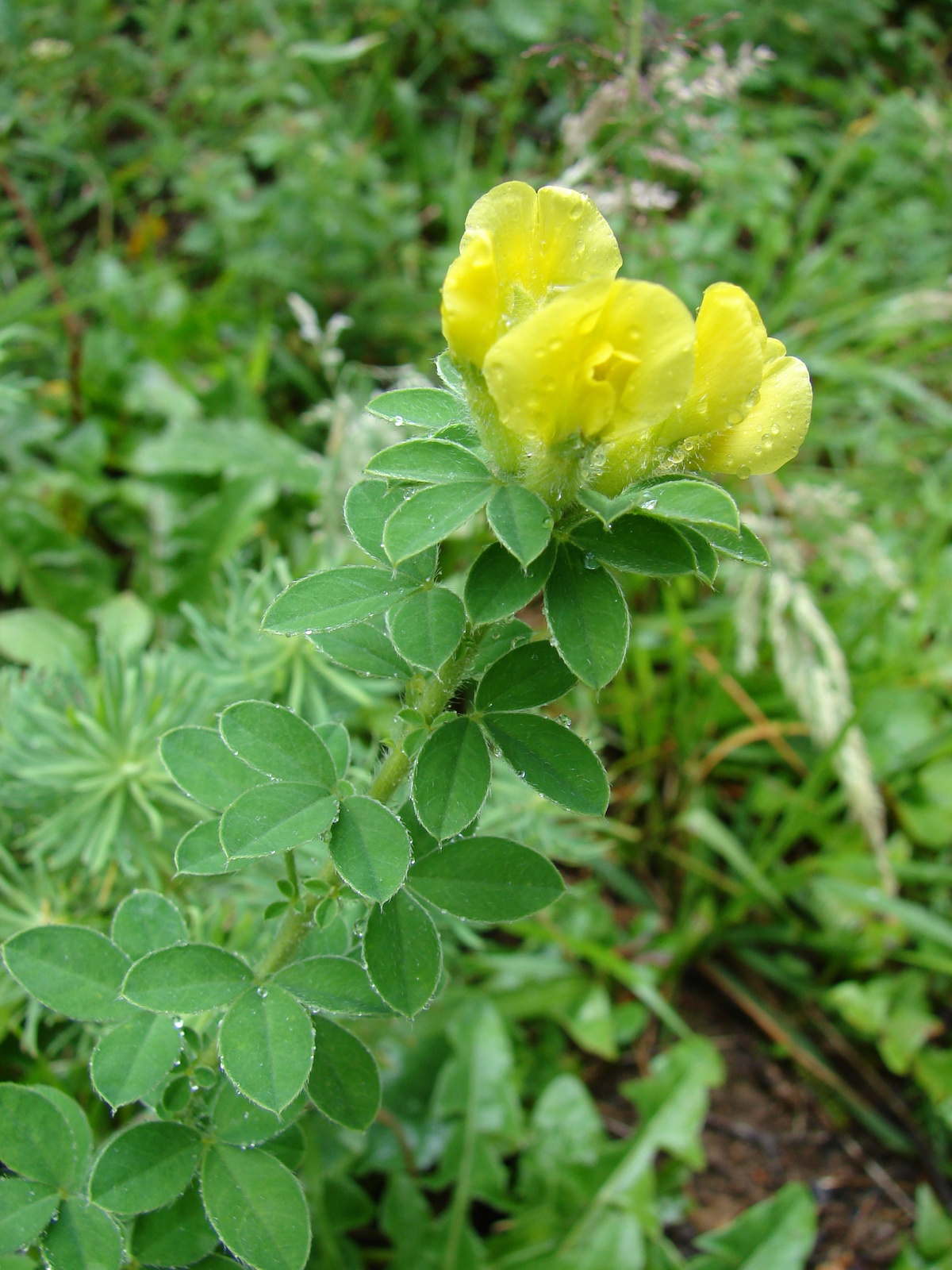 Borzas zanót (Chamaecytisus hirsutus)