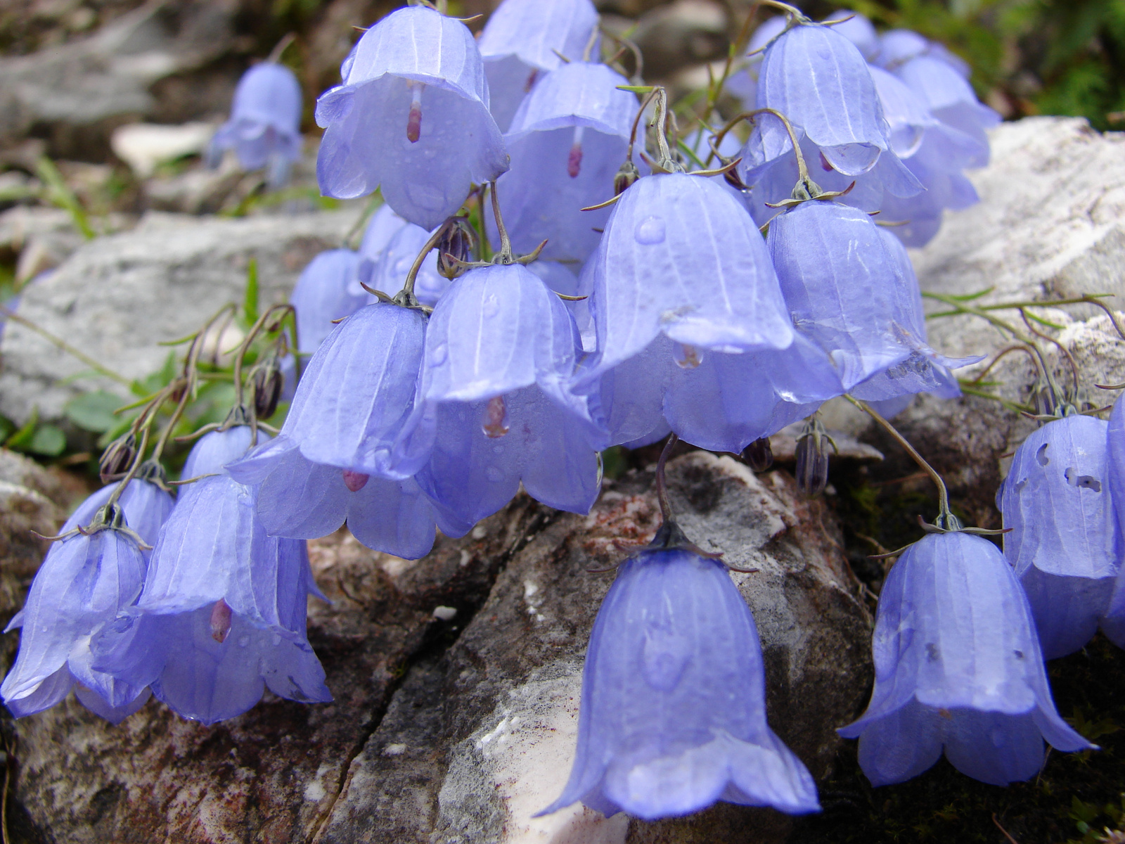 Törpe harangvirág (Campanula cochlearifolia)