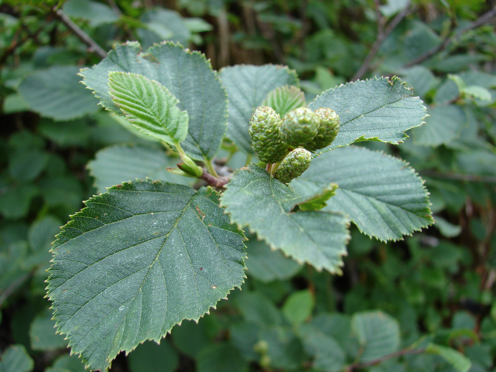 Havasi éger (Alnus viridis)