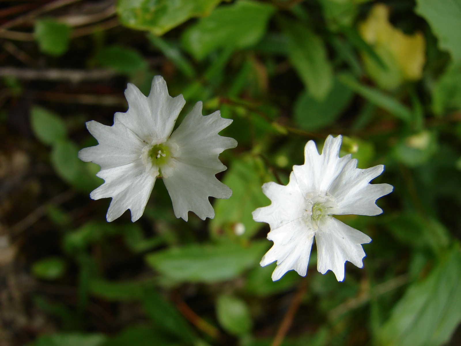 Havasi habszegfű (Silene alpestris)