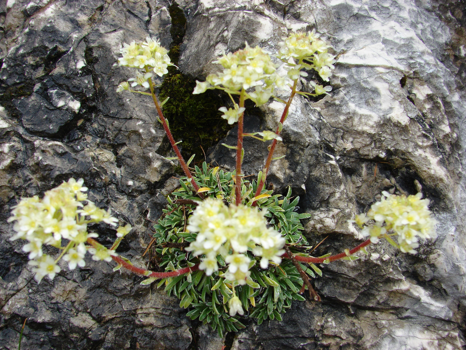 Kőtörőfű (Saxifraga crustata)