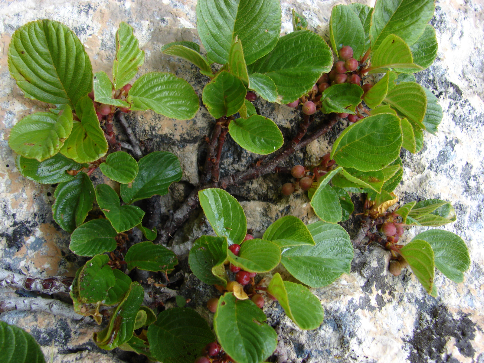 Törpe benge (Rhamnus pumilus)