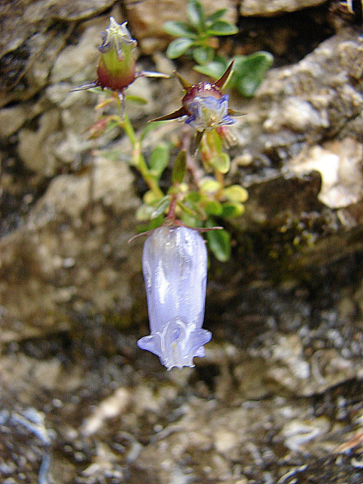 Zois-harangvirág (Campanula zoysii)