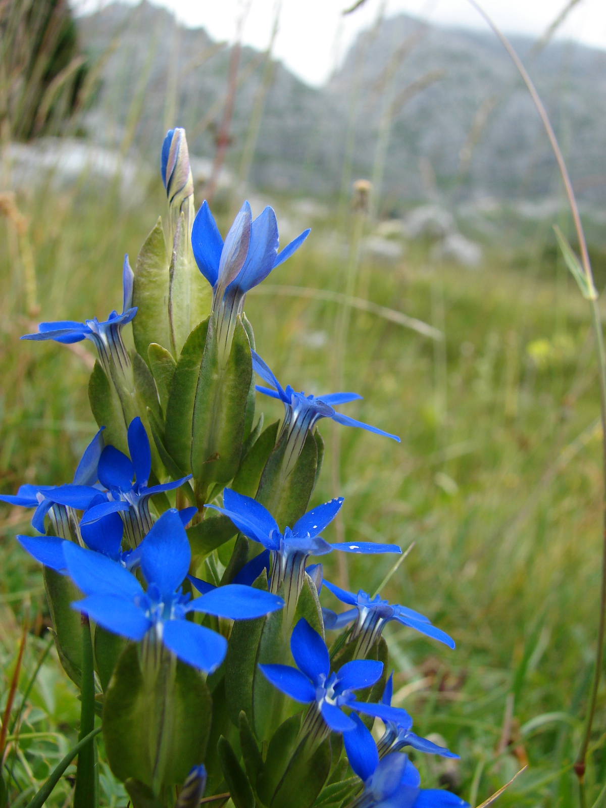 Hólyagos tárnics (Gentiana utriculosa)