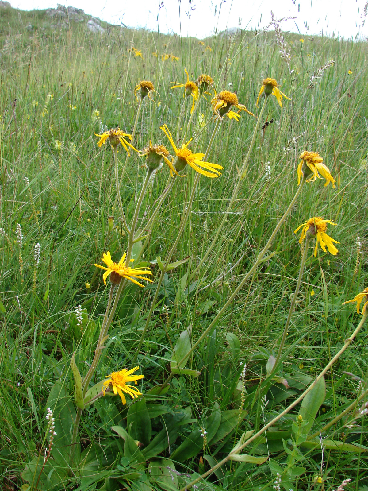 Itt is ritkaság, az Árnika (Arnica montana)