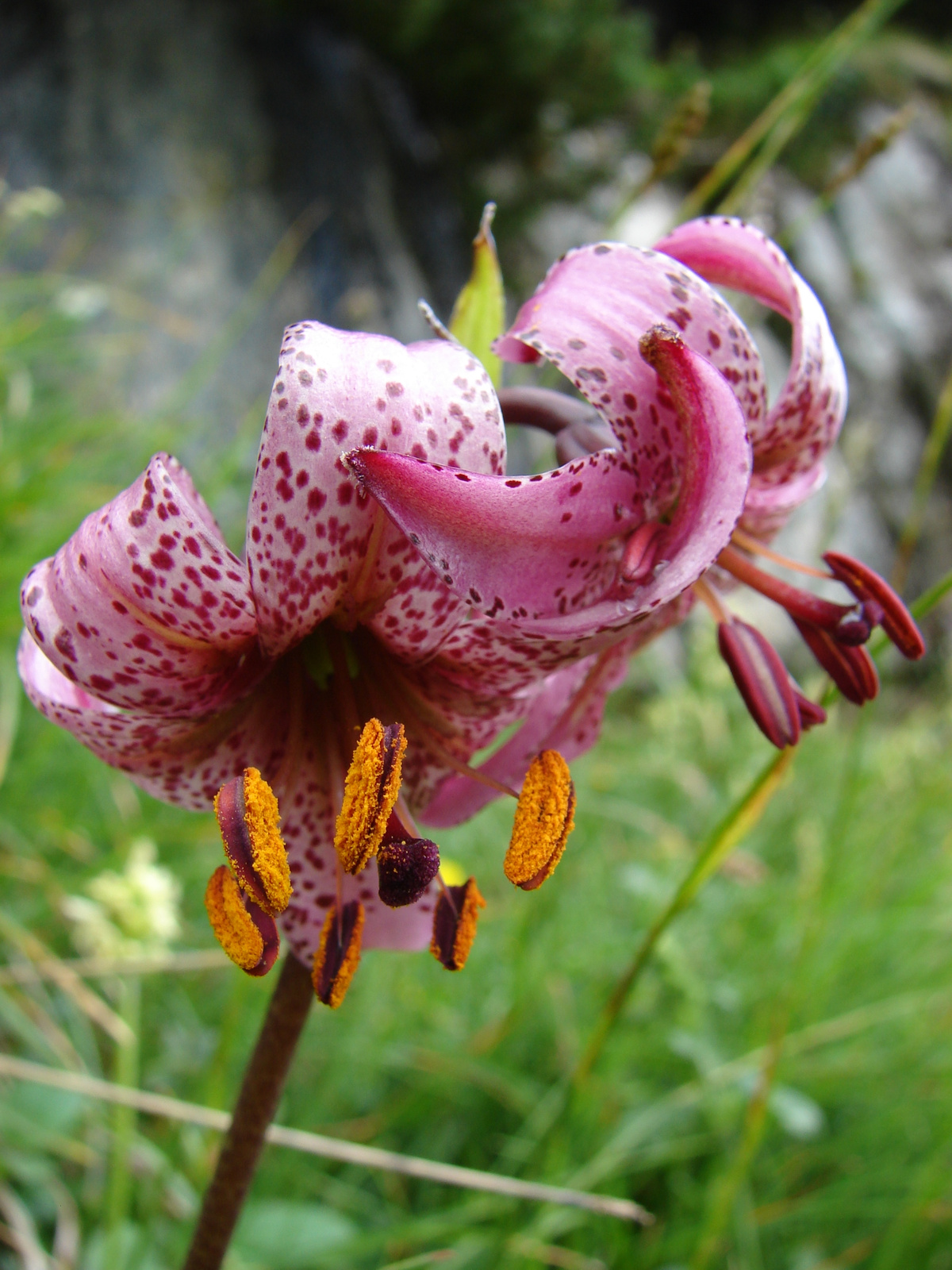 Turbánliliom (Lilium martagon)