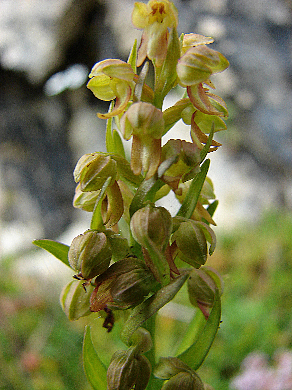 Zöldike (Coeloglossum viride)