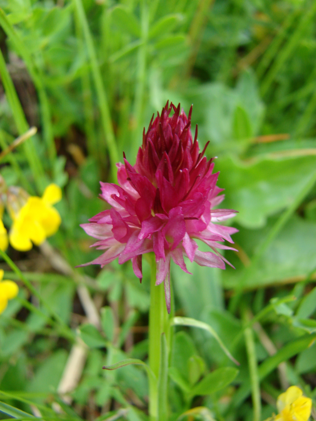 Piros sötétkosbor (Nigritella rubra)