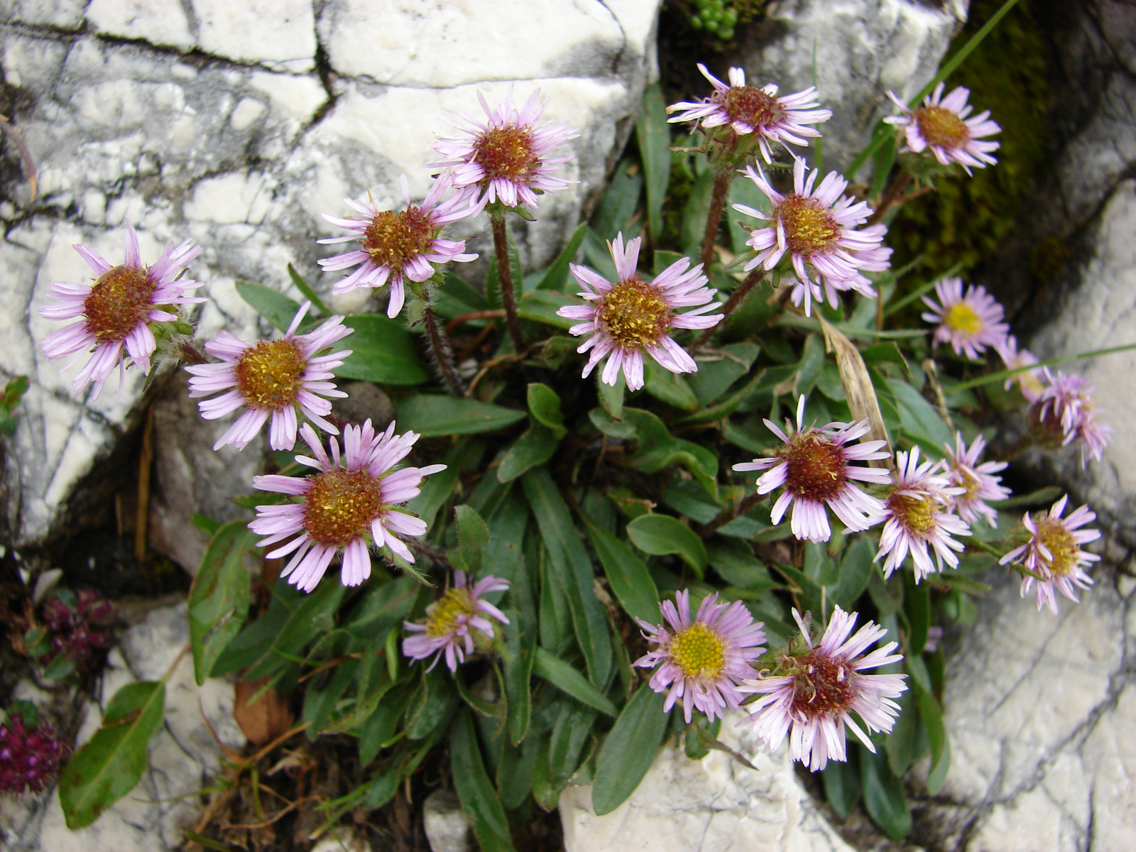 Egyfészkű küllőrojt (Erigeron uniflorus)