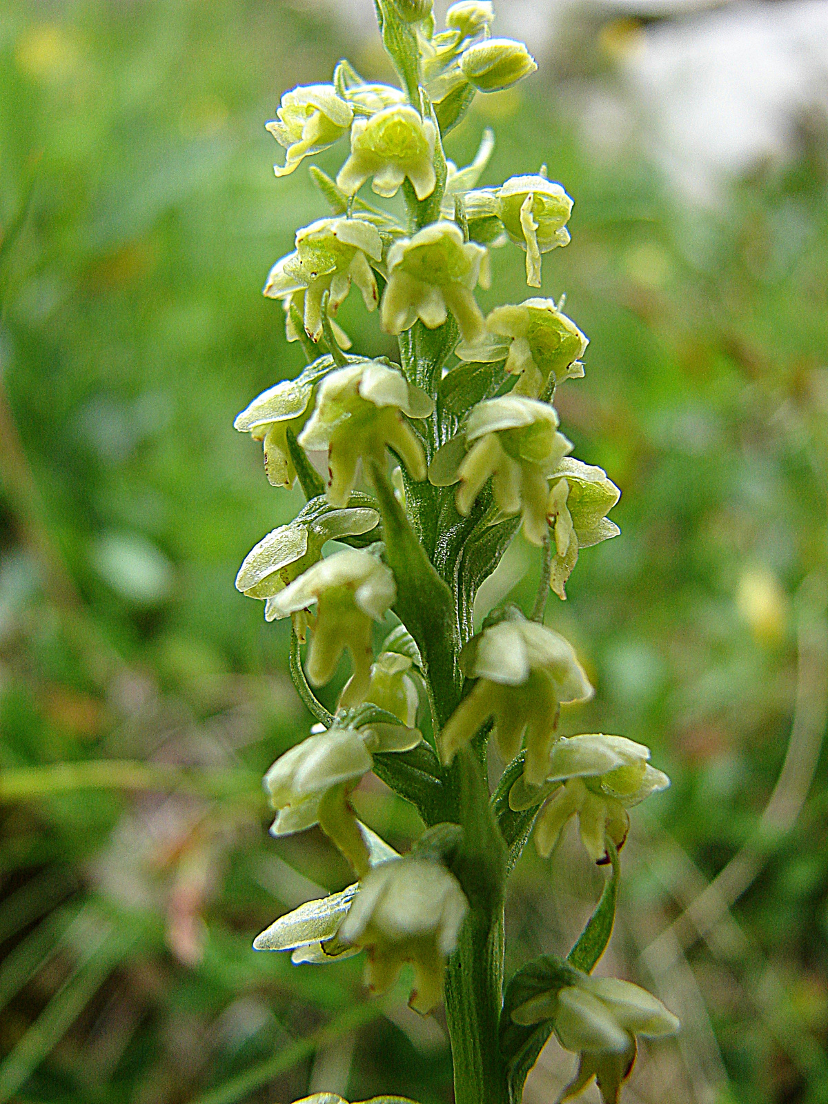 Halvány bibircsvirág (Pseudorchis albida)