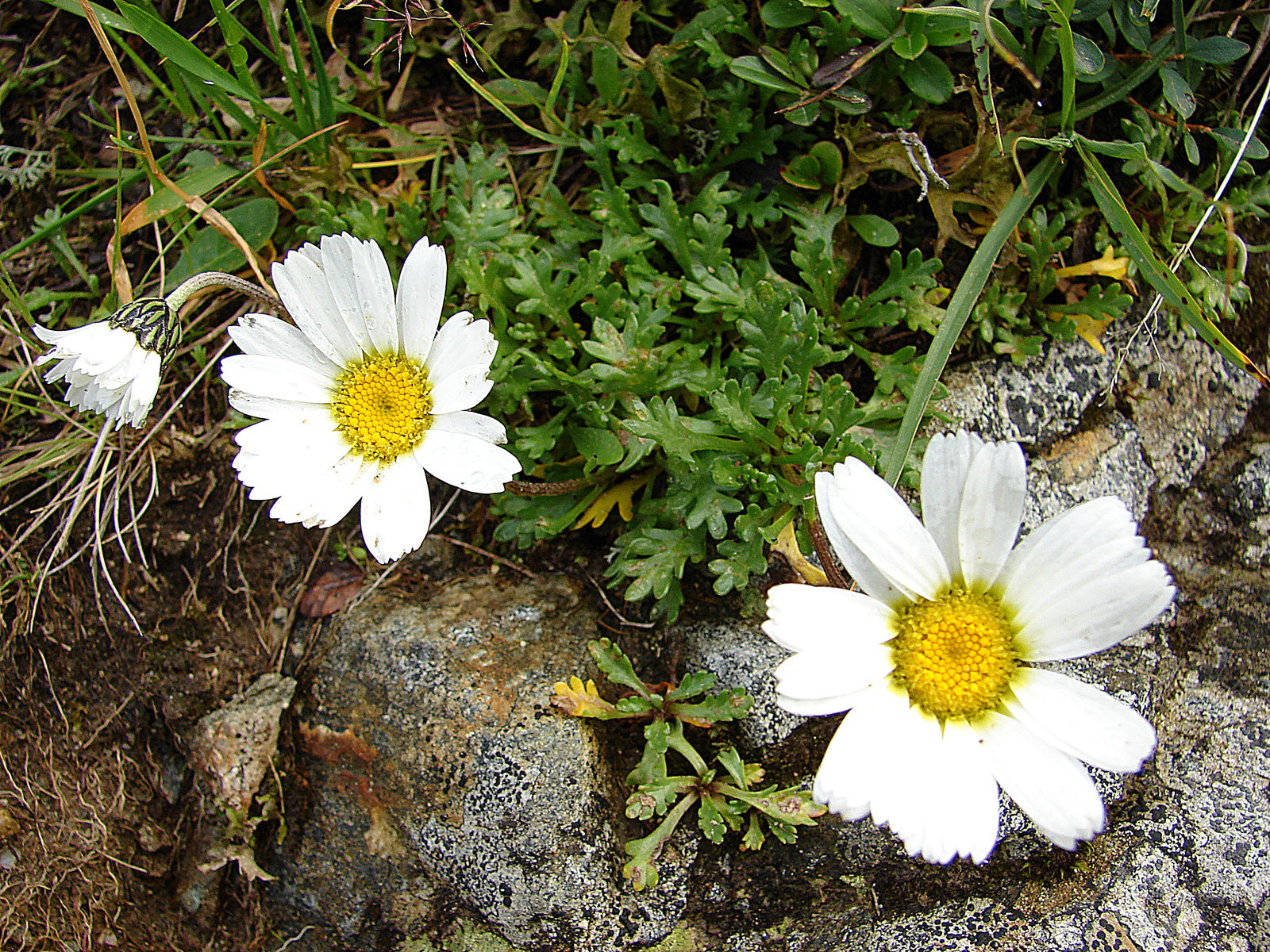 Havasi margitvirág (Leucanthemopsis alpina)