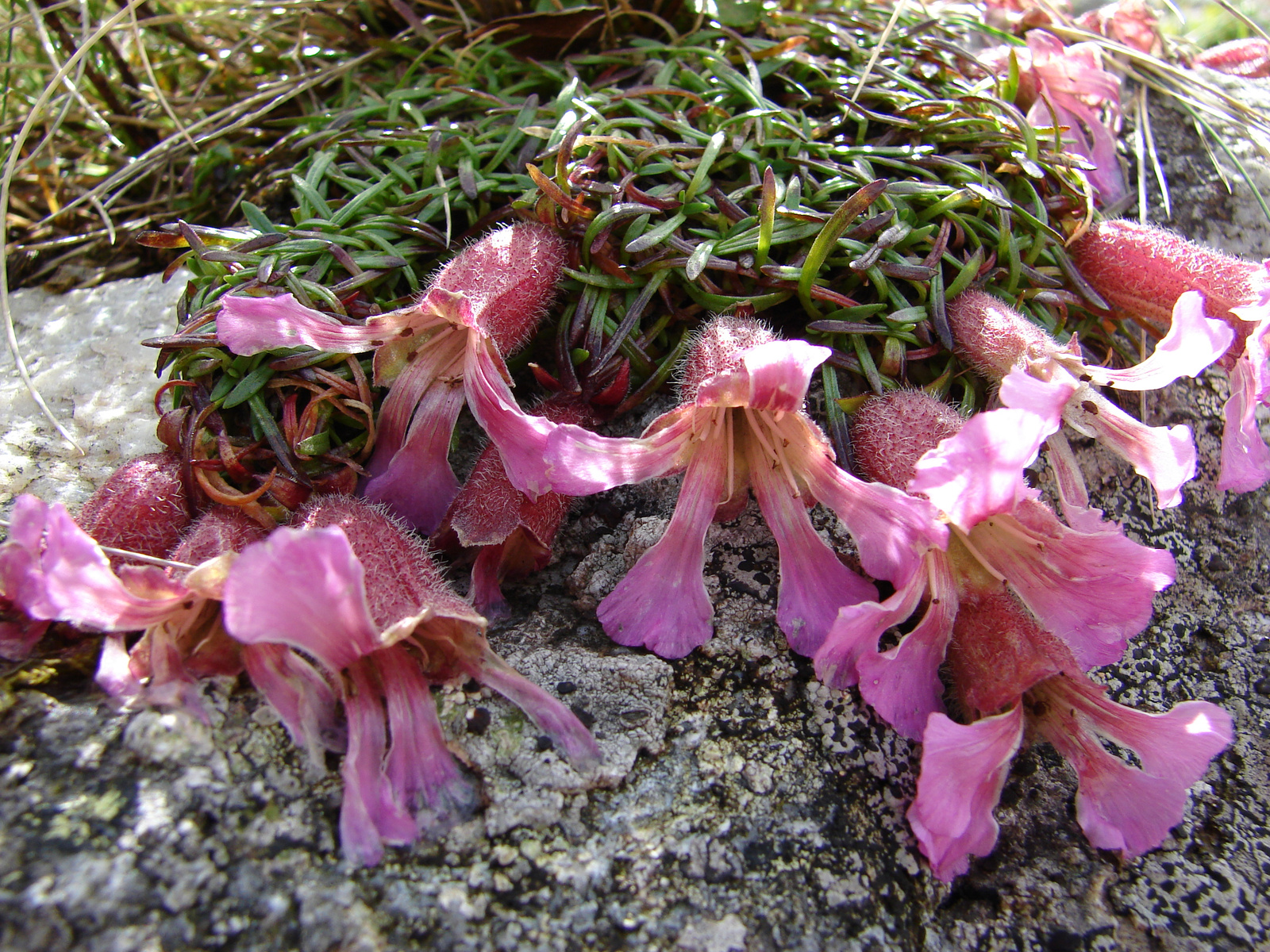 Törpe szappanfű (Saponaria pumila)