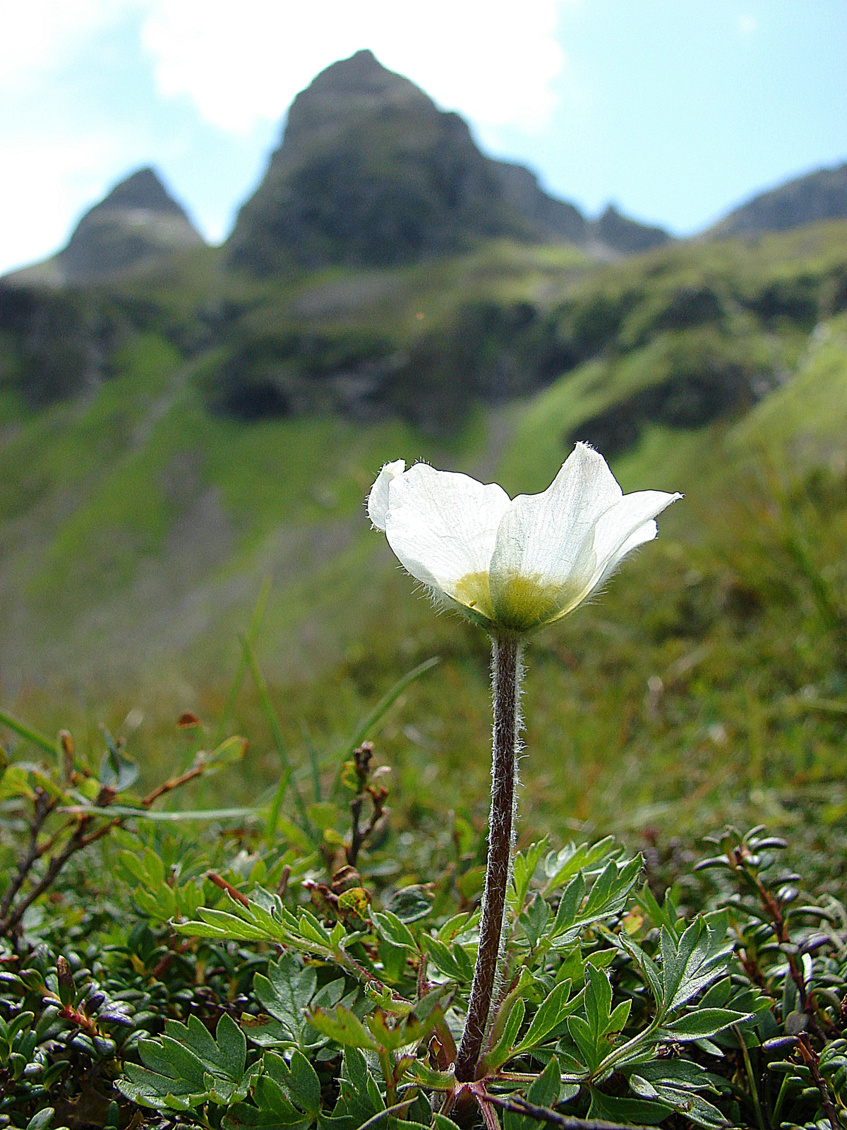 Havasi kökörcsin (Pulsatilla alpina)