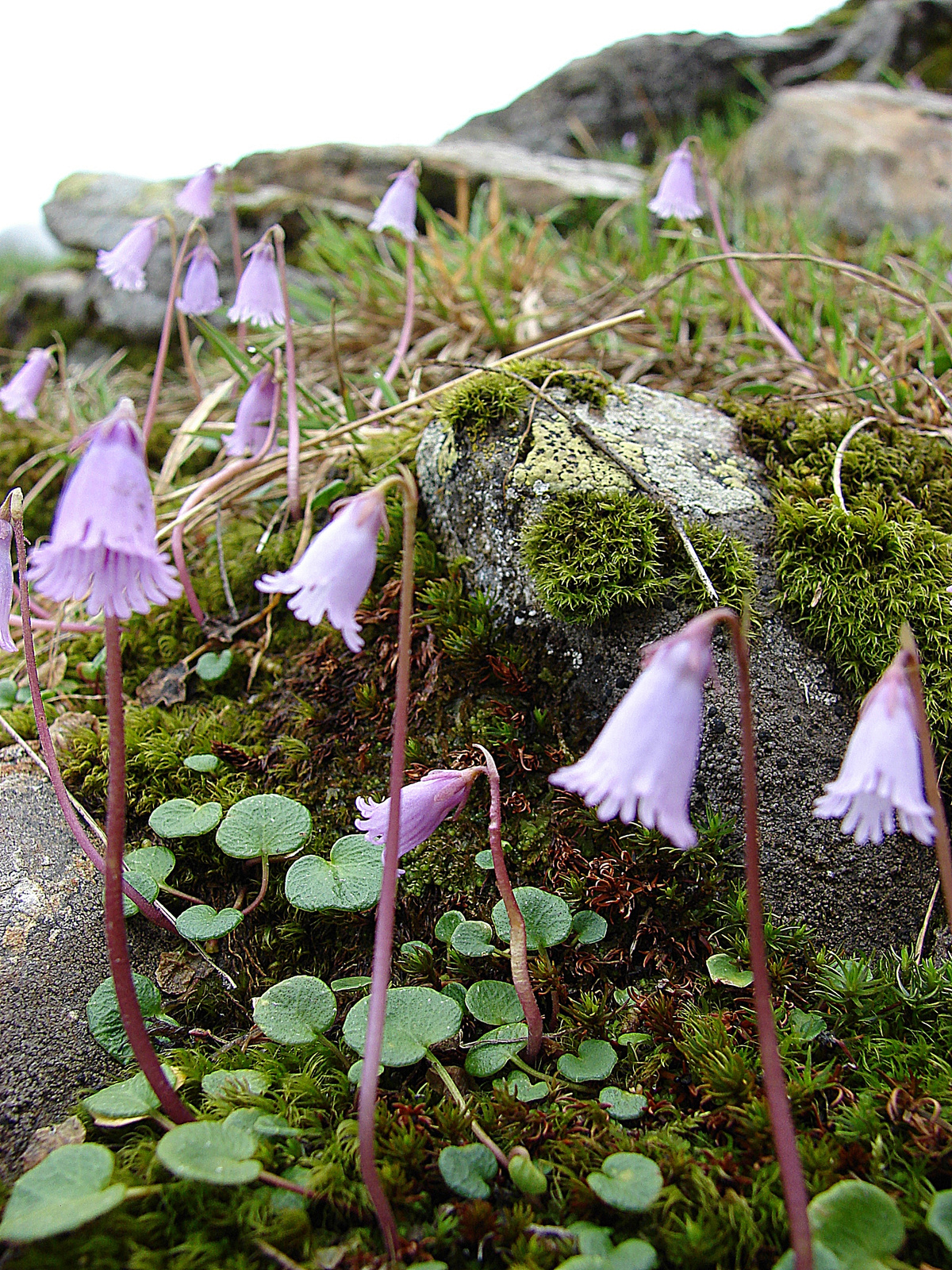 Törpe harangrojt (Soldanella pusilla)