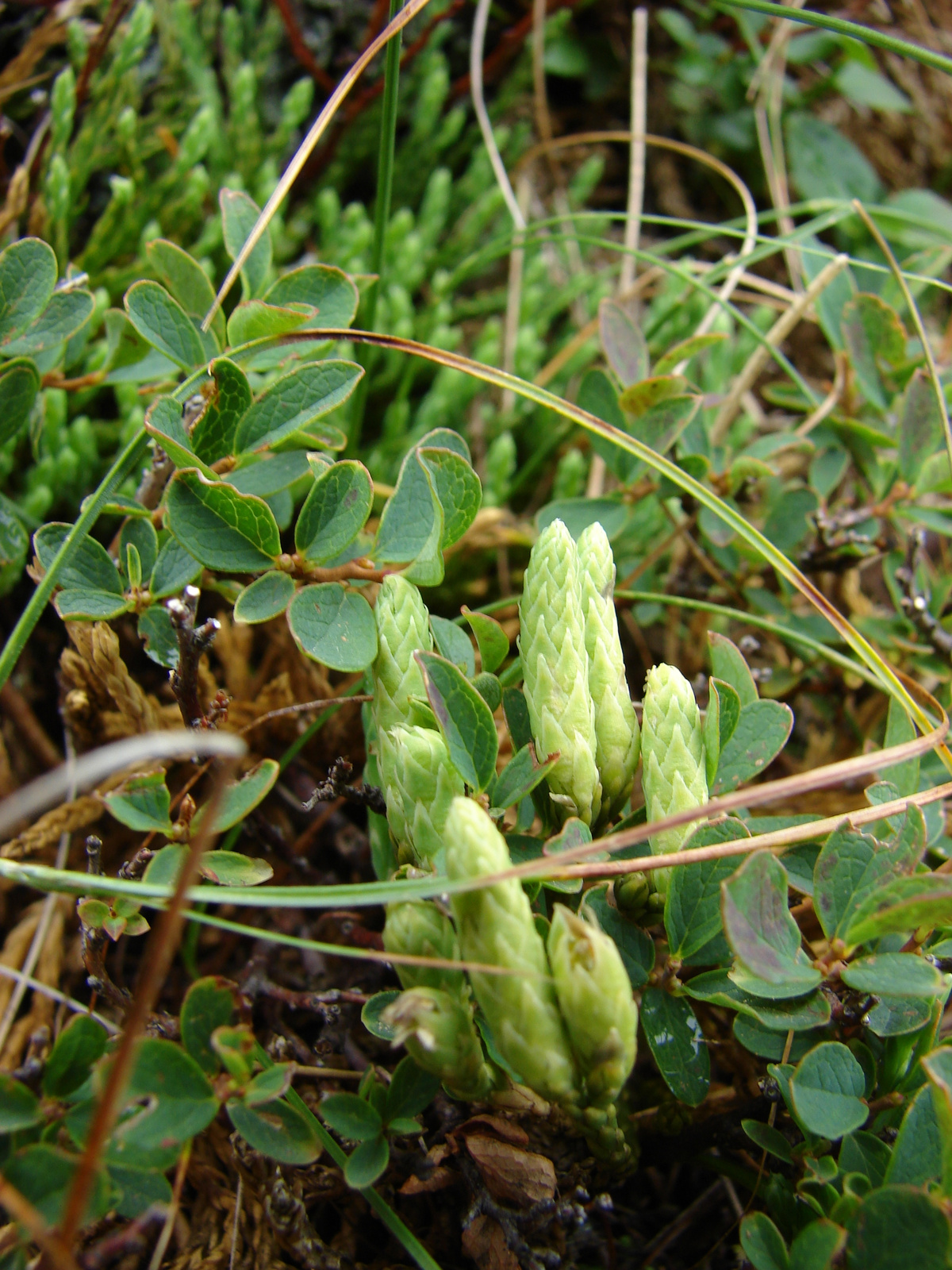 Havasi korpafű (Diphasium alpinum)