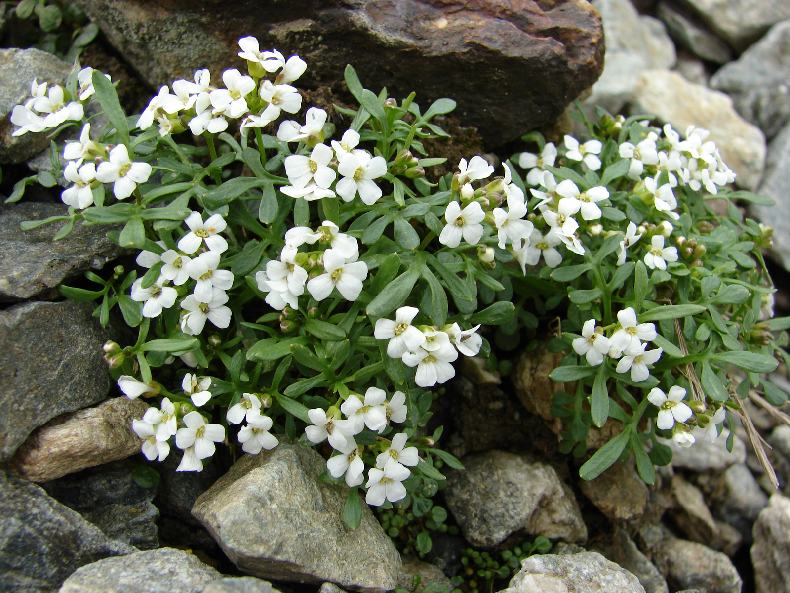 Havasi sziklaizsázsa (Hutchinsia alpina)